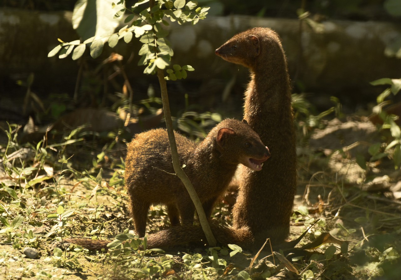 Grey mongoose pair. Free Wildlife photos