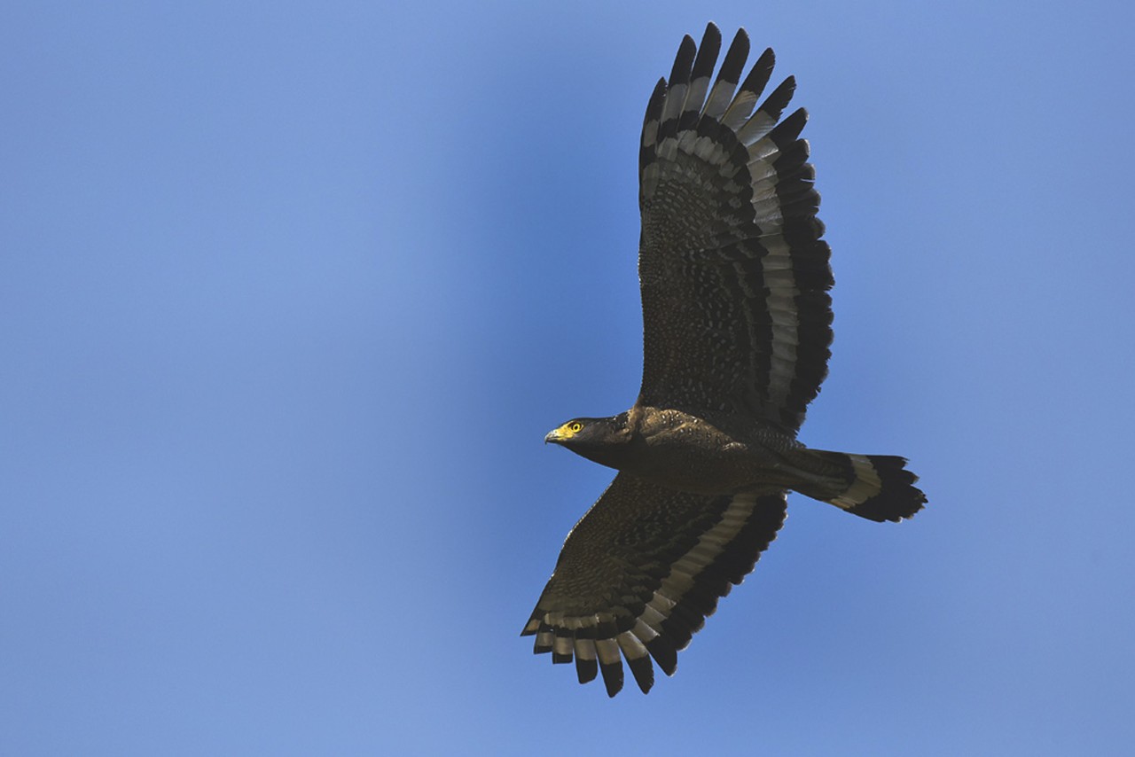 Crested Serpent Eagle. Free Wildlife photos