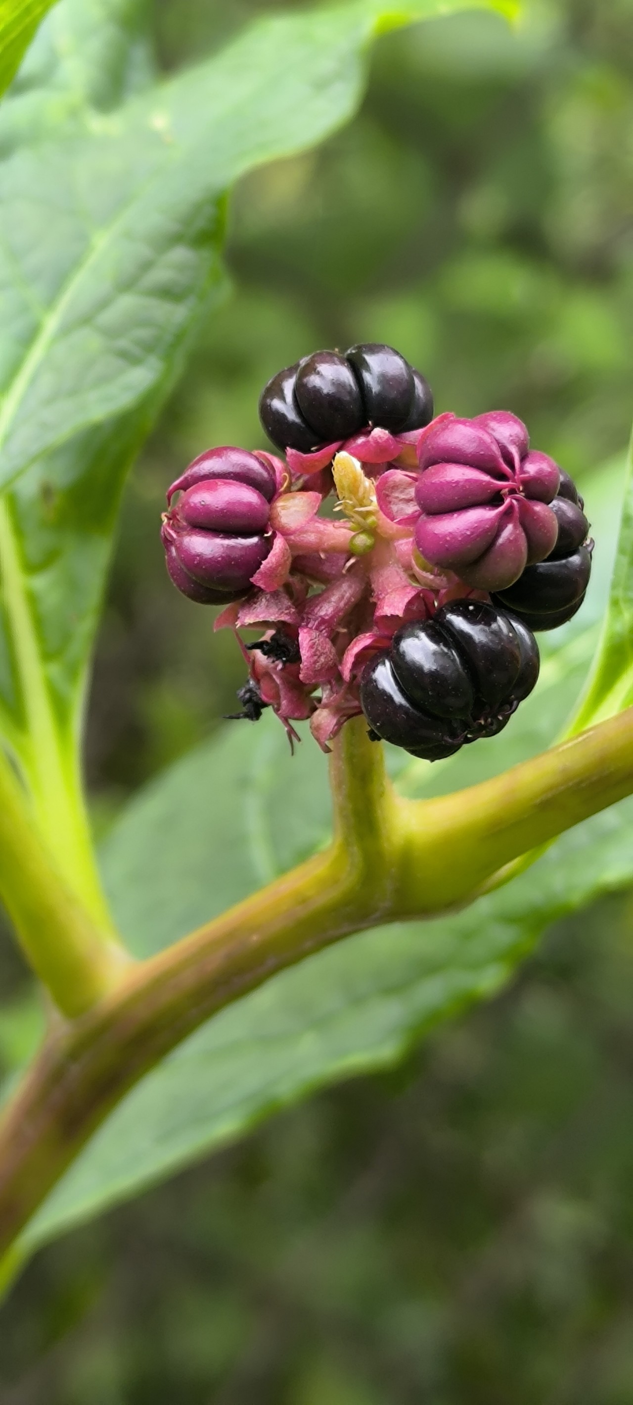 Pokeweed. Free Flora photos