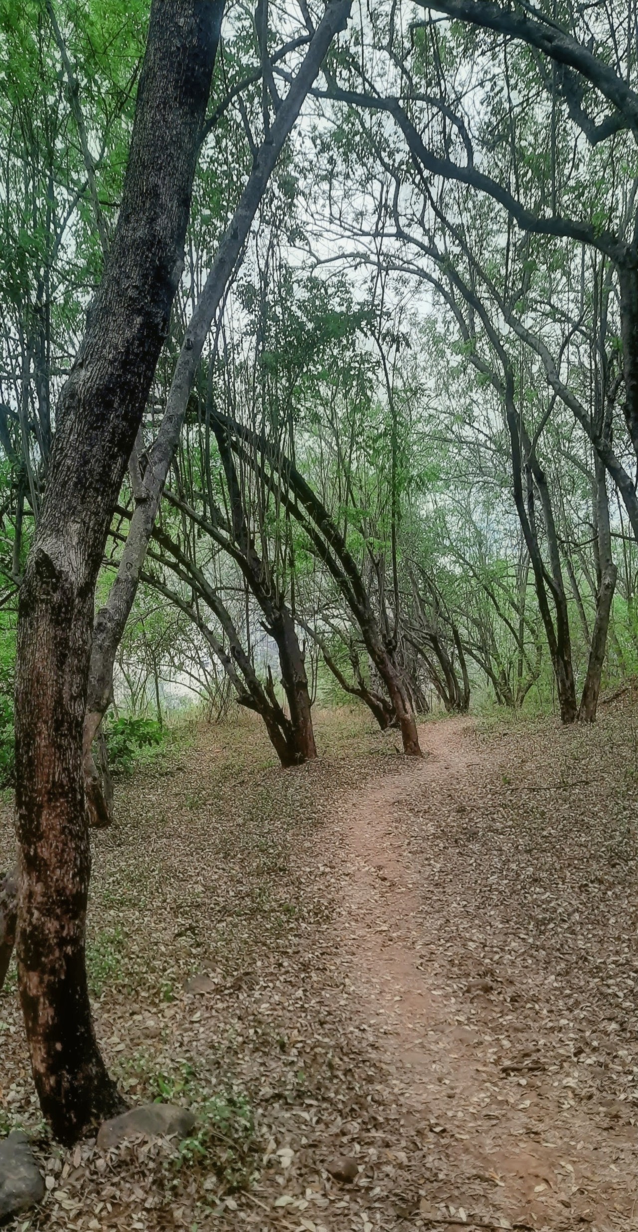 Wild Escape. Free Forests photos