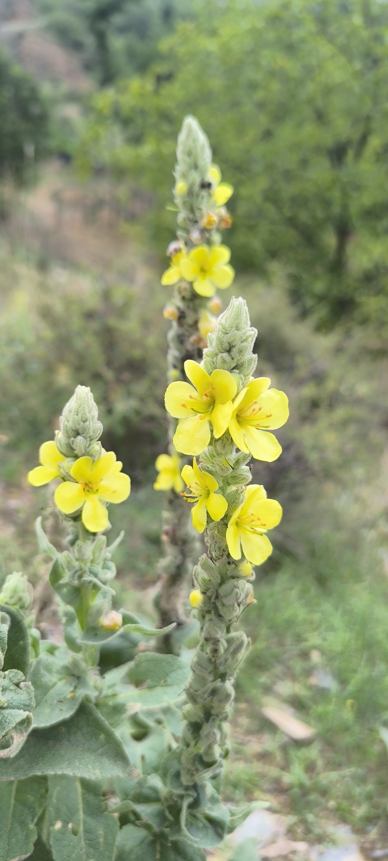 common mullein. Free Flora photos