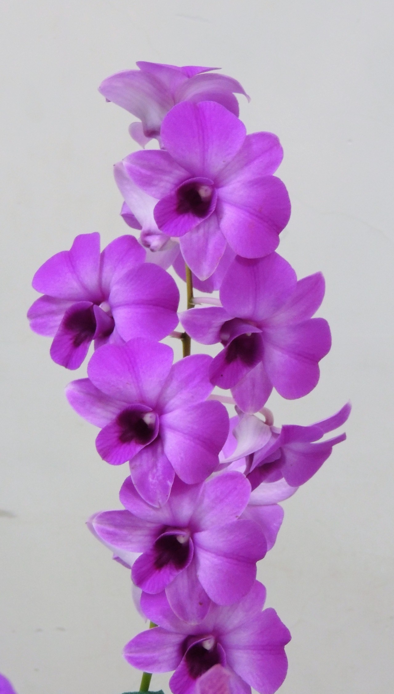 Morning Glory.. Free Flora photos