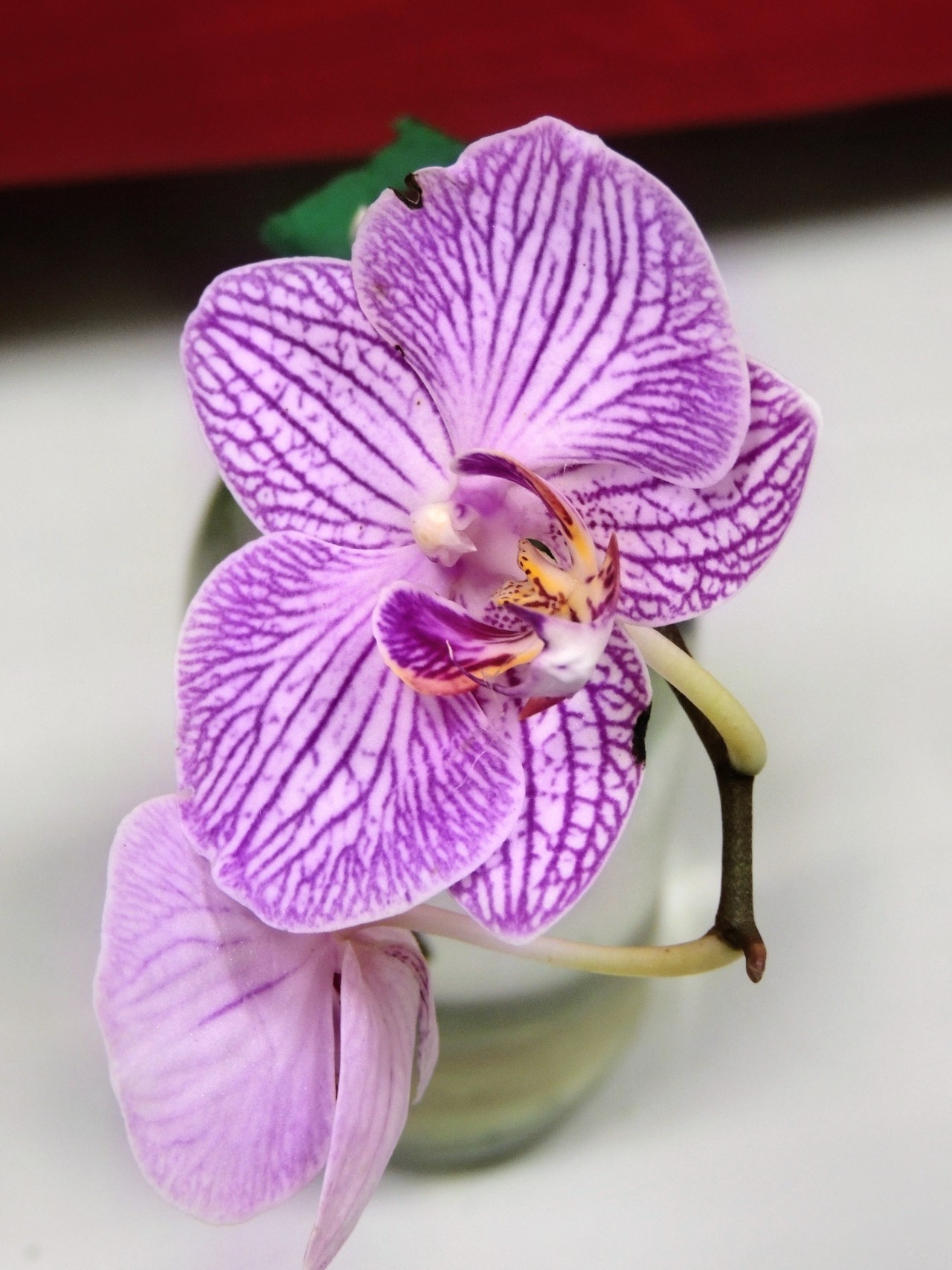 The Orchid. Free Flora photos