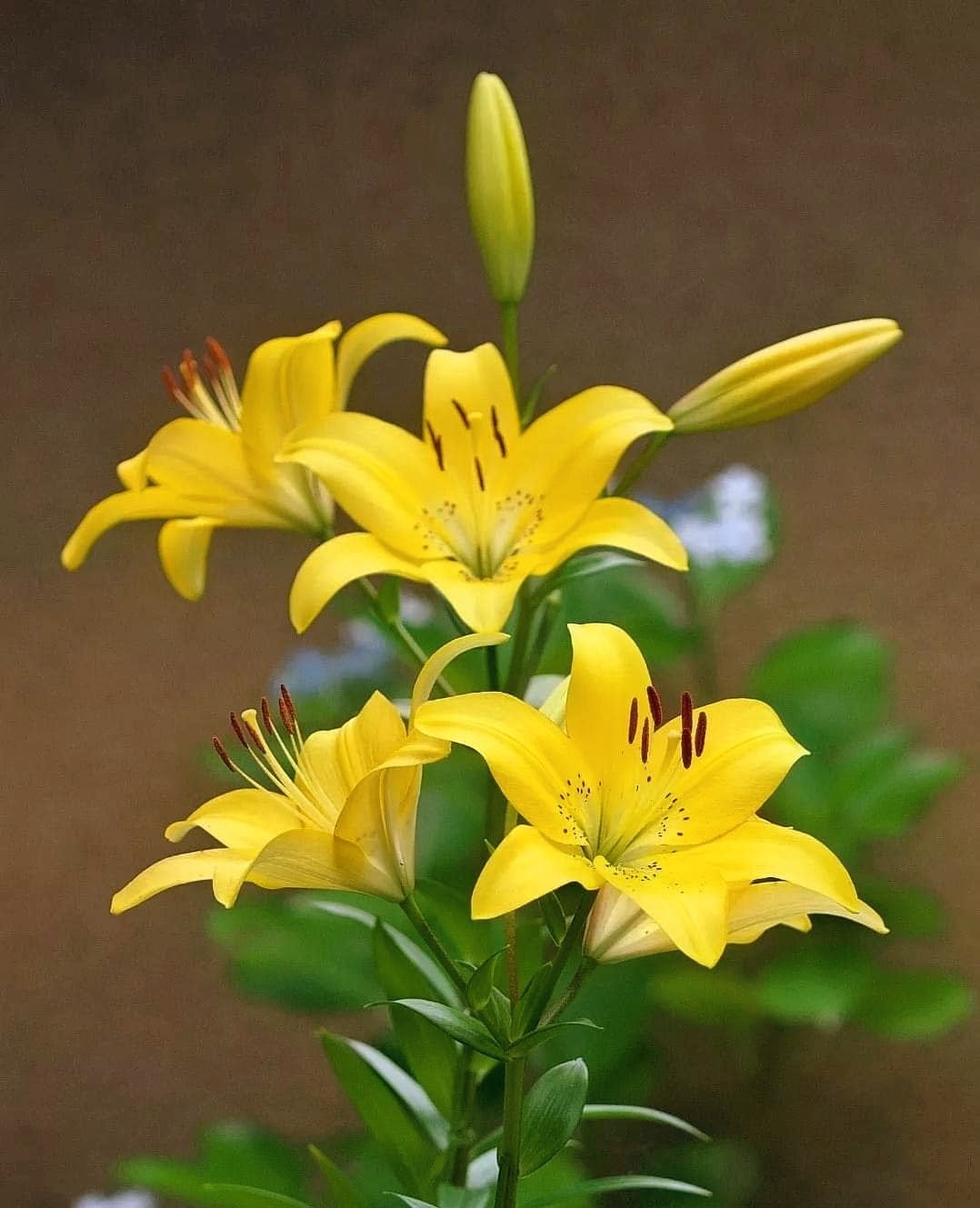 Yellow Passion. Free Flora photos