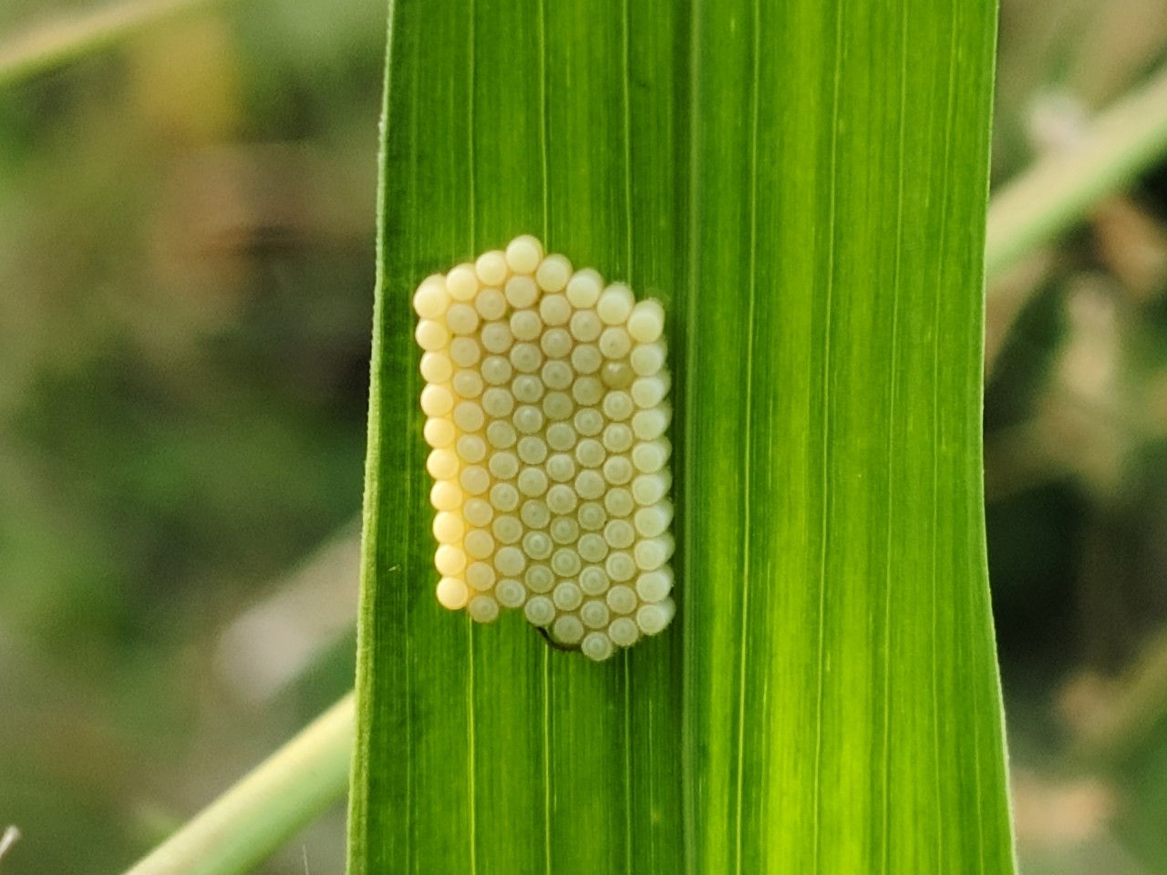 Tiny eggs of a moth. Free Wildlife photos