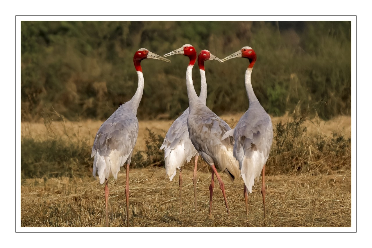 Beautiful Saras Pairs. Free Wildlife photos