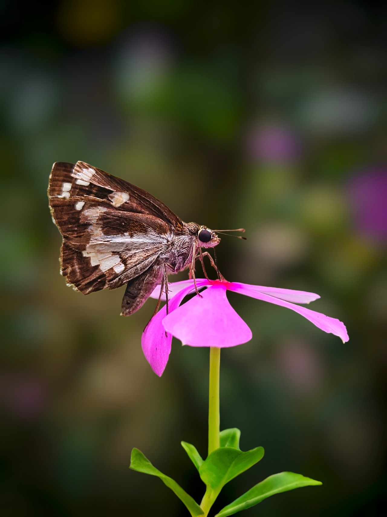 Butterfly. Free Macro photos
