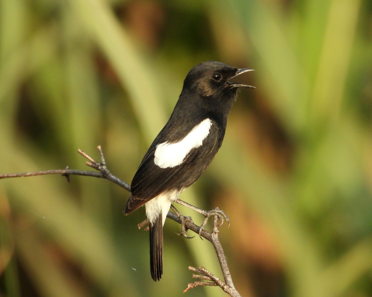 Pied Bushchat Male. Free Wildlife photos