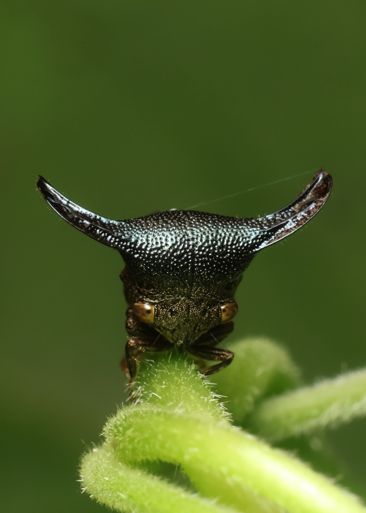 Insect. Free Macro photos