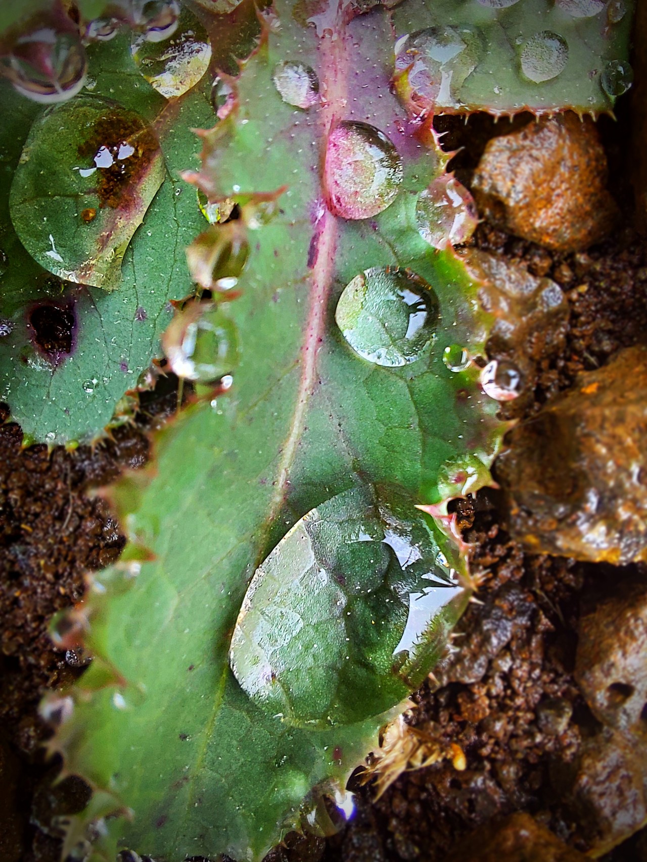 Some droplets on leaves. Free Macro photos