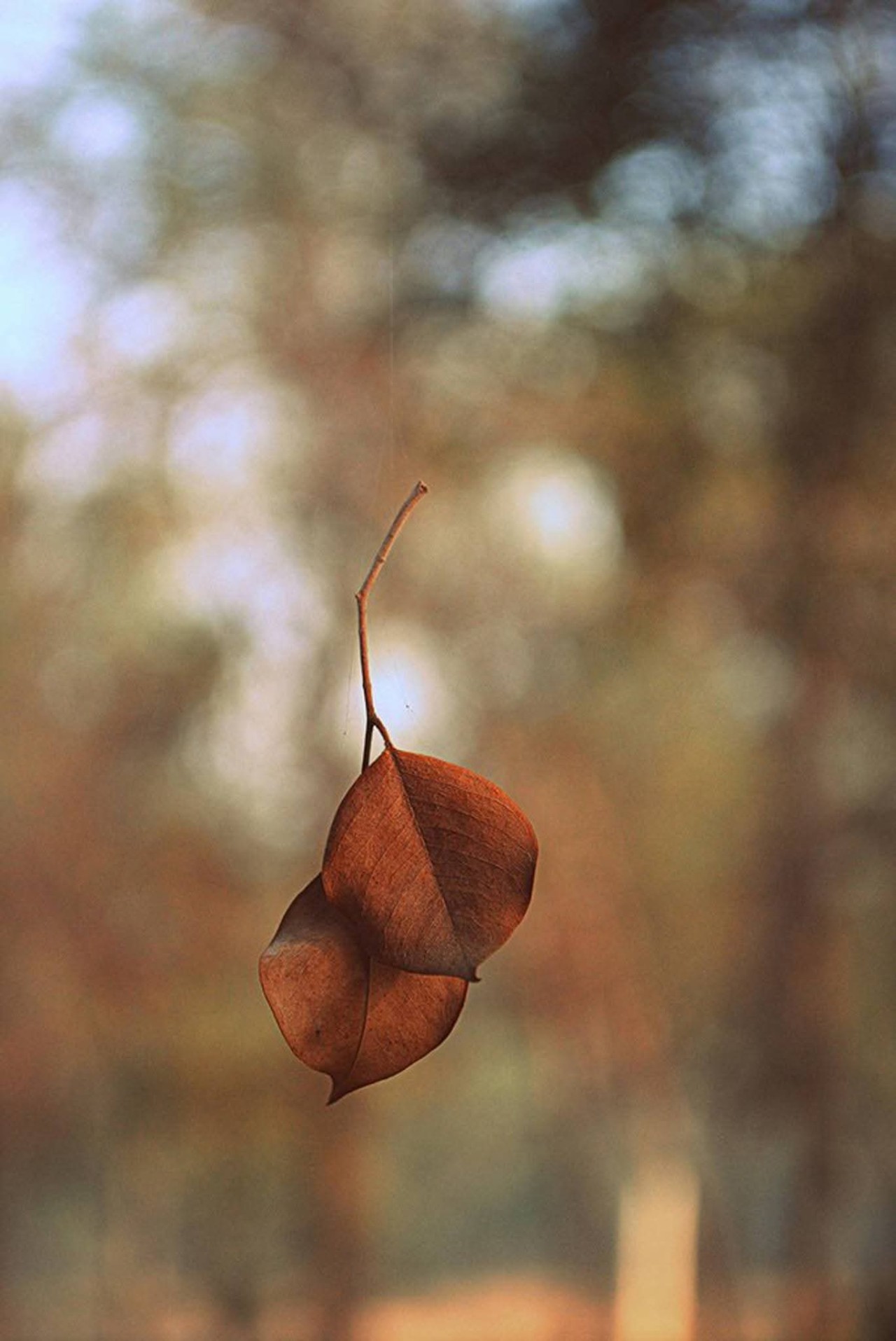 Autumn leaves and the web. Free Macro photos