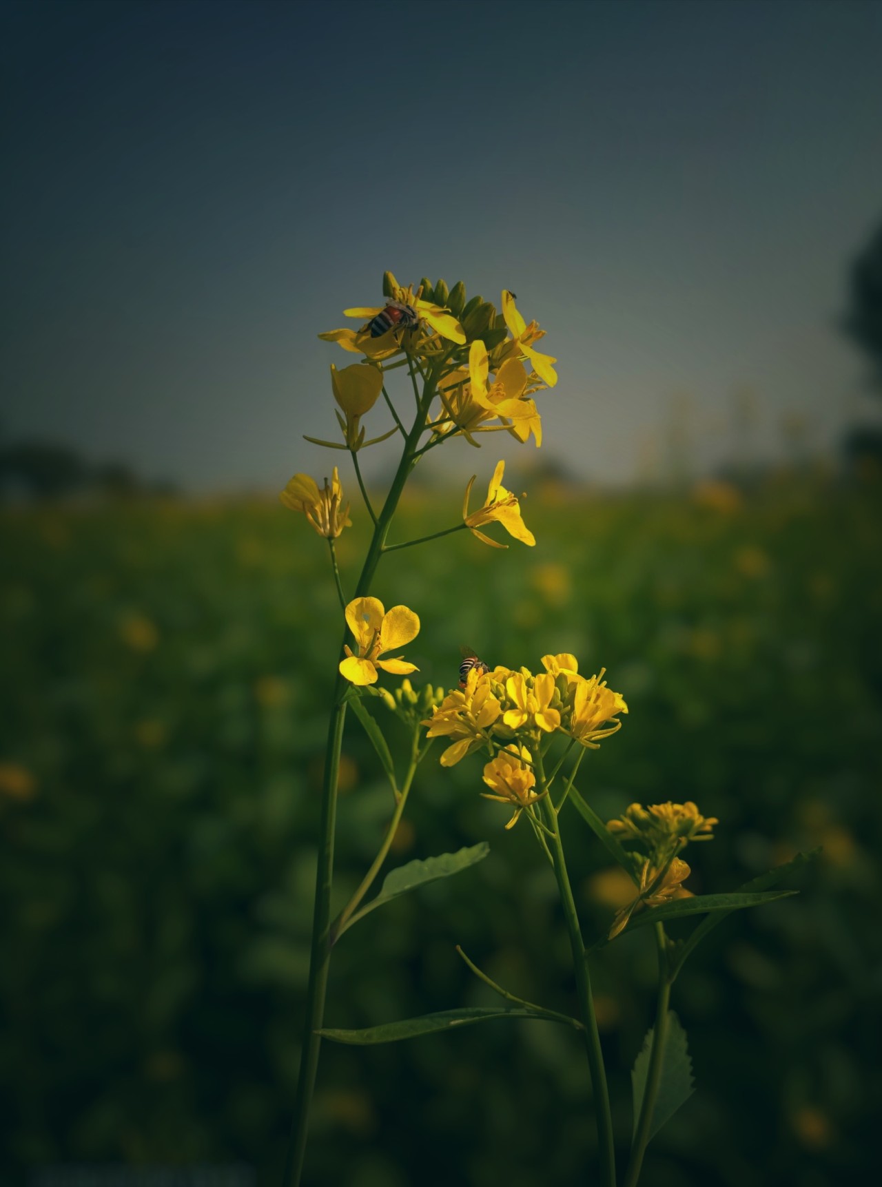 Bees on yellow flowers. Free Wildlife photos