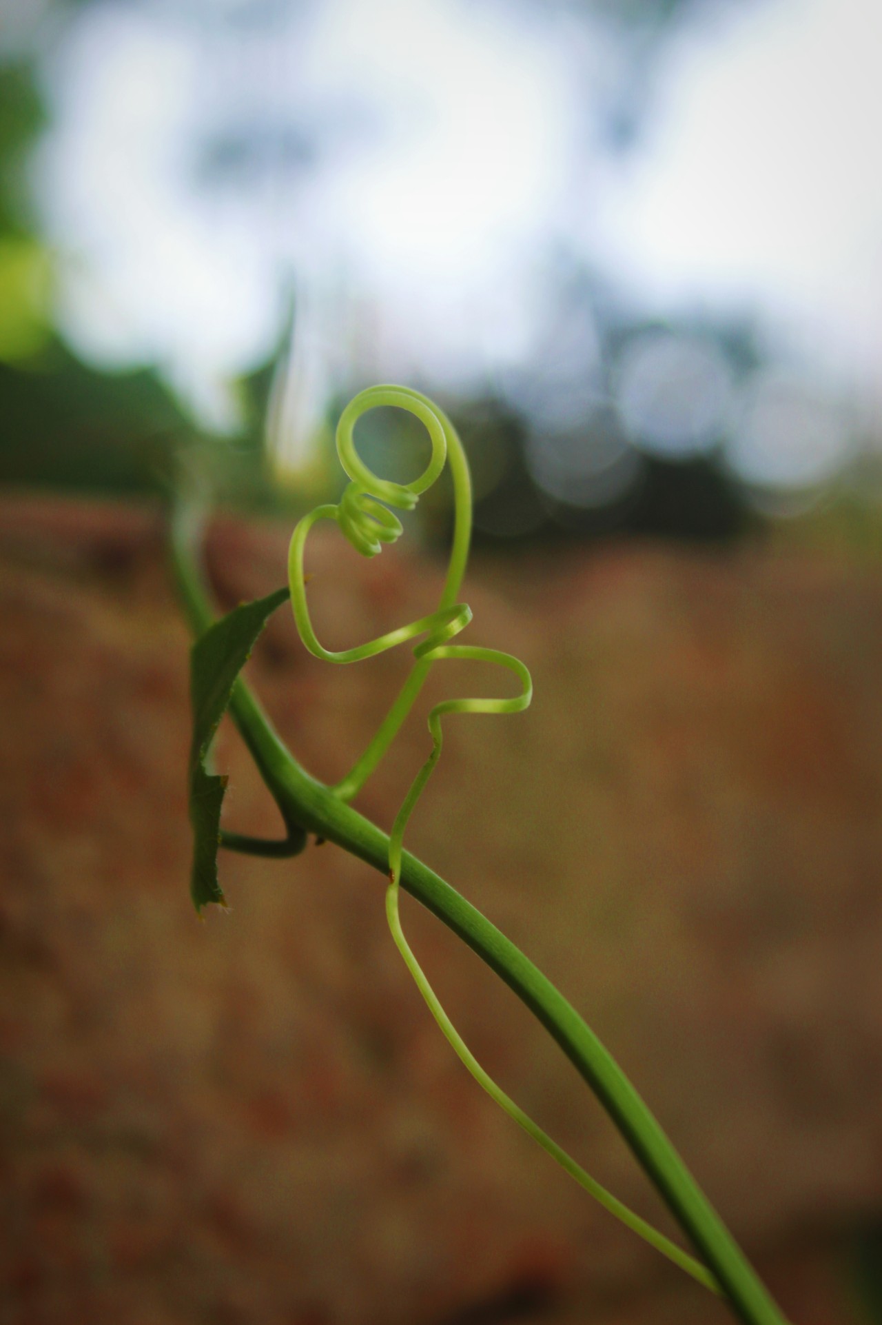 Tendrils. Free Macro photos