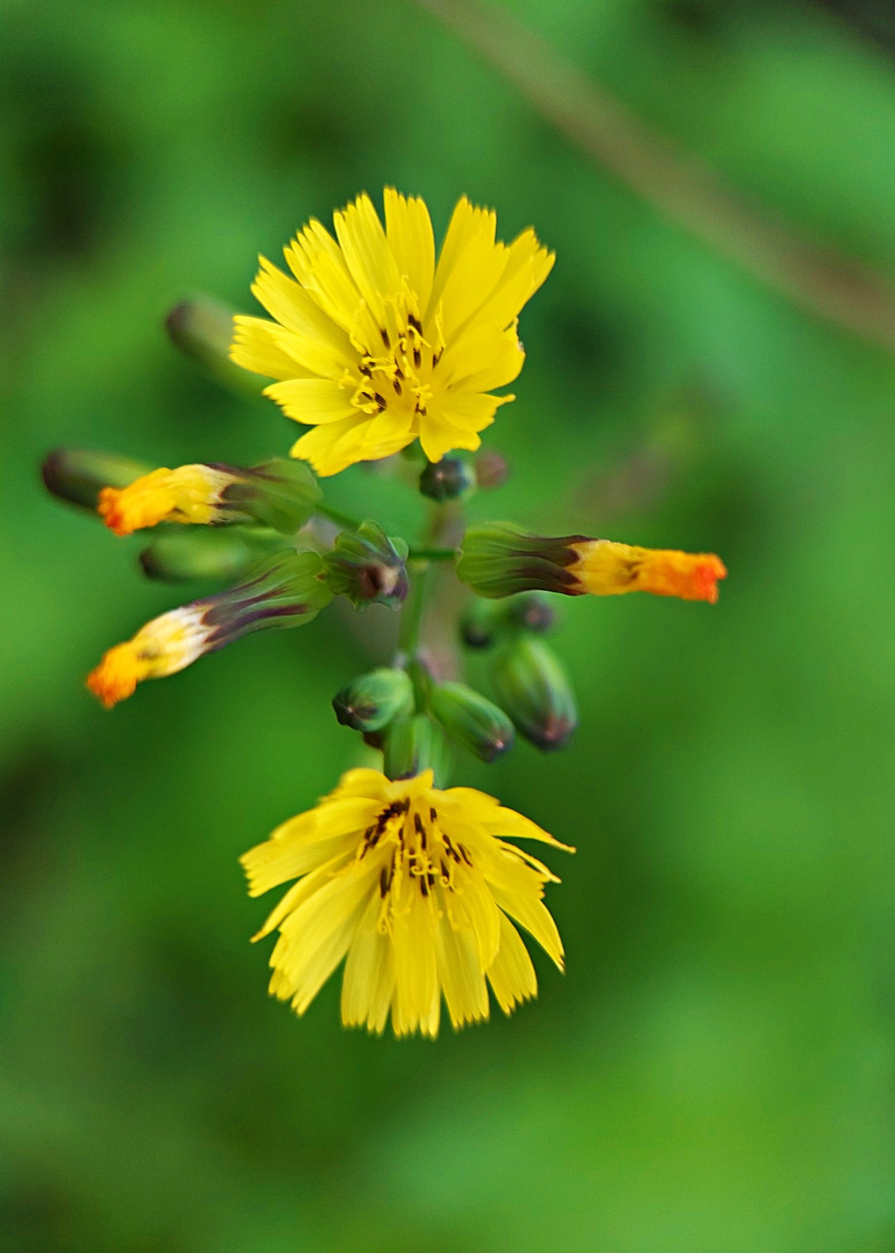 Younga Japonica Flower. Free Flora photos