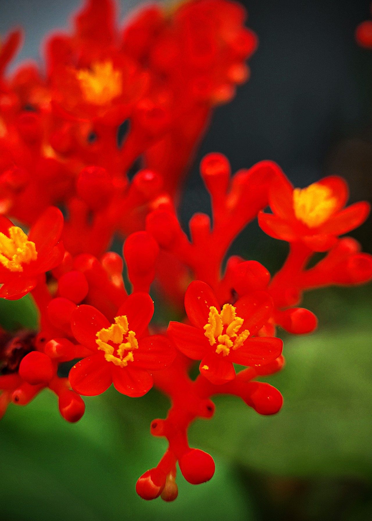 The Jastropha Flower. Free Flora photos