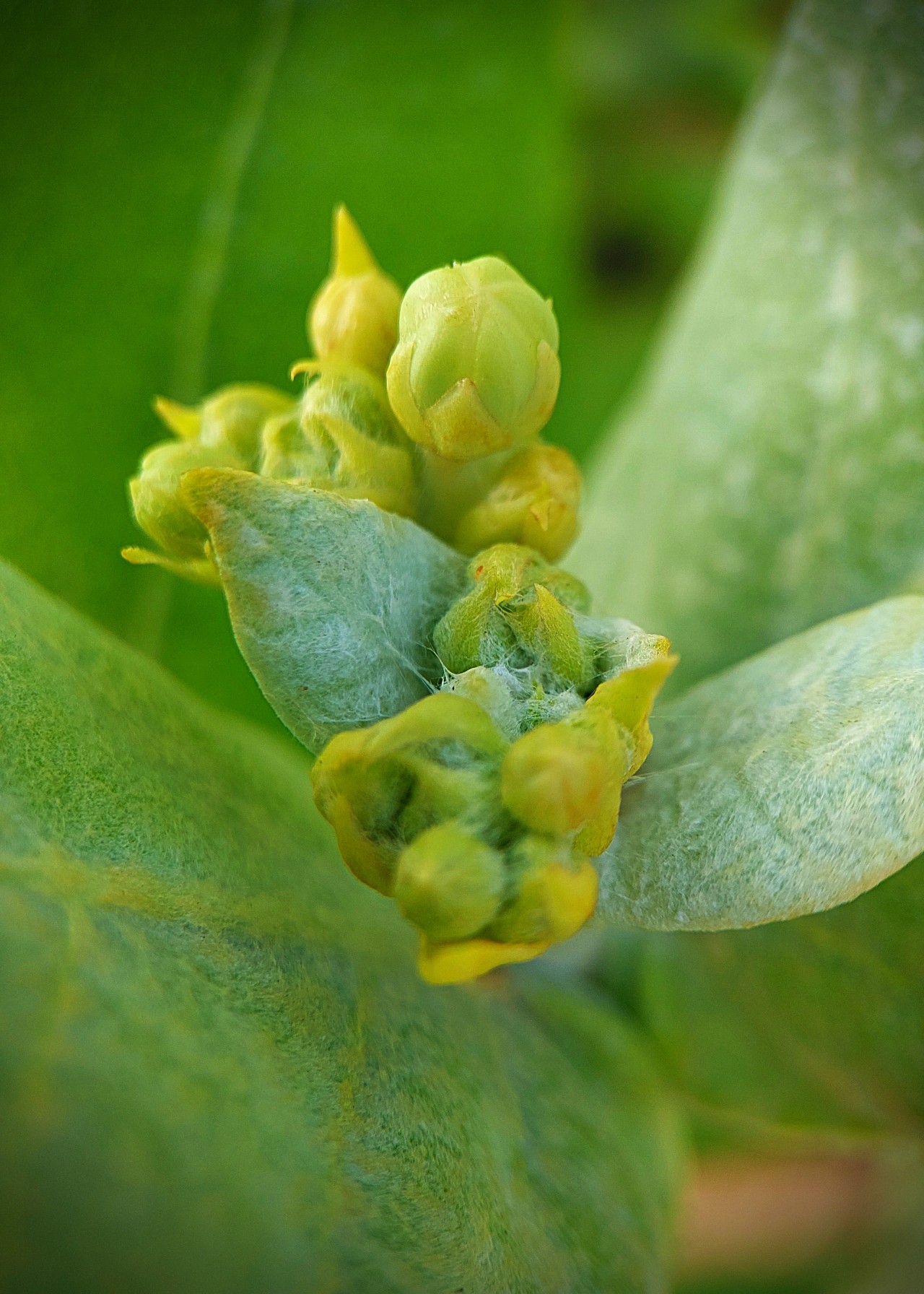 Baby Grout Flower. Free Macro photos