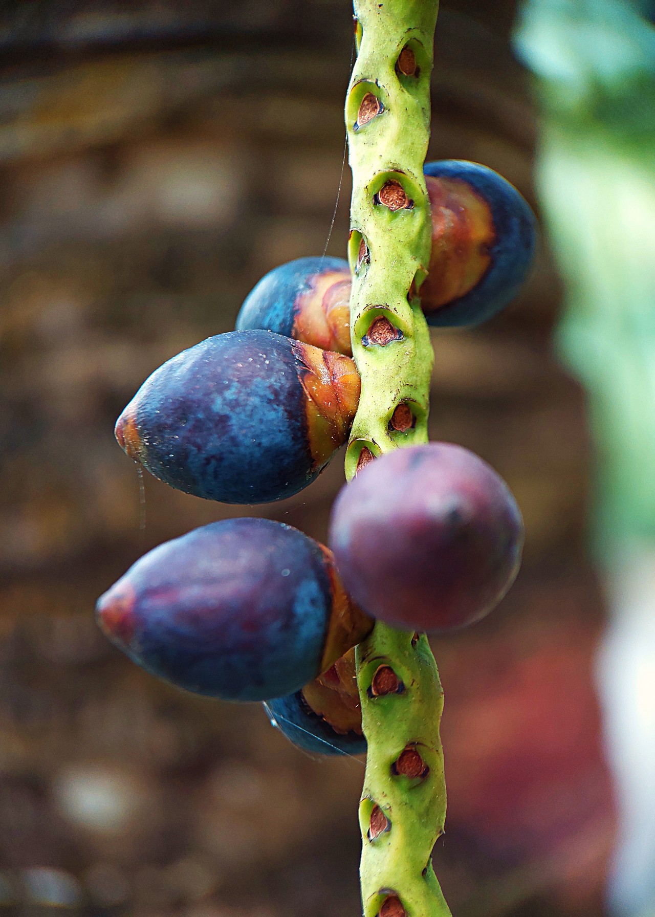 Palm Red Fruits. Free Flora photos