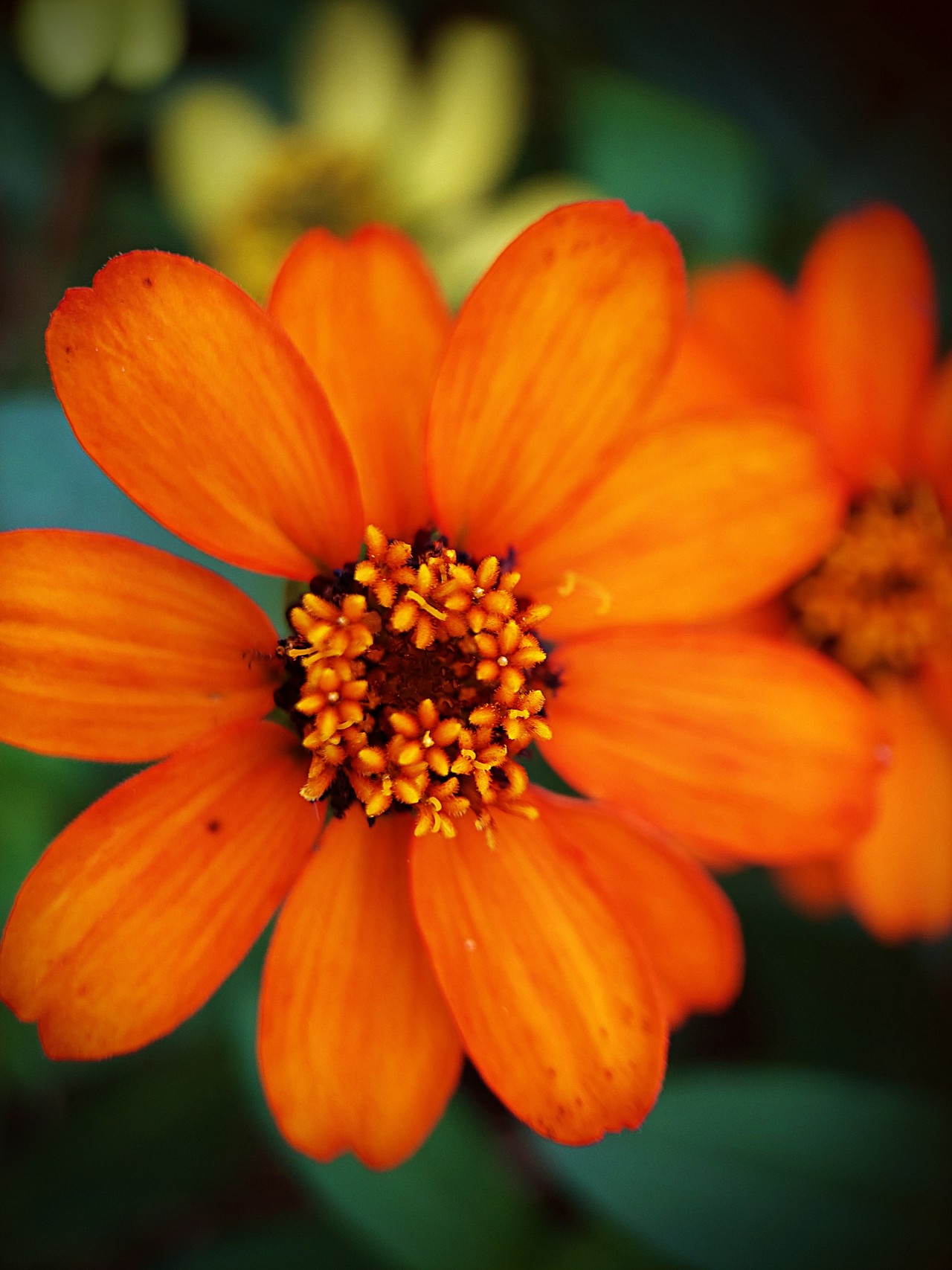 The Peruvian Zinnia Flower. Free Flora photos