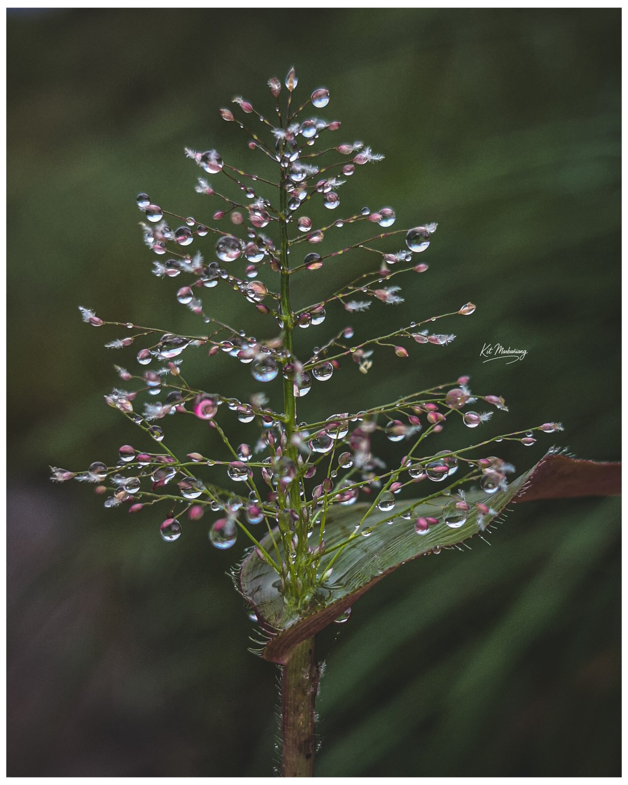 Flower. Free Flora photos
