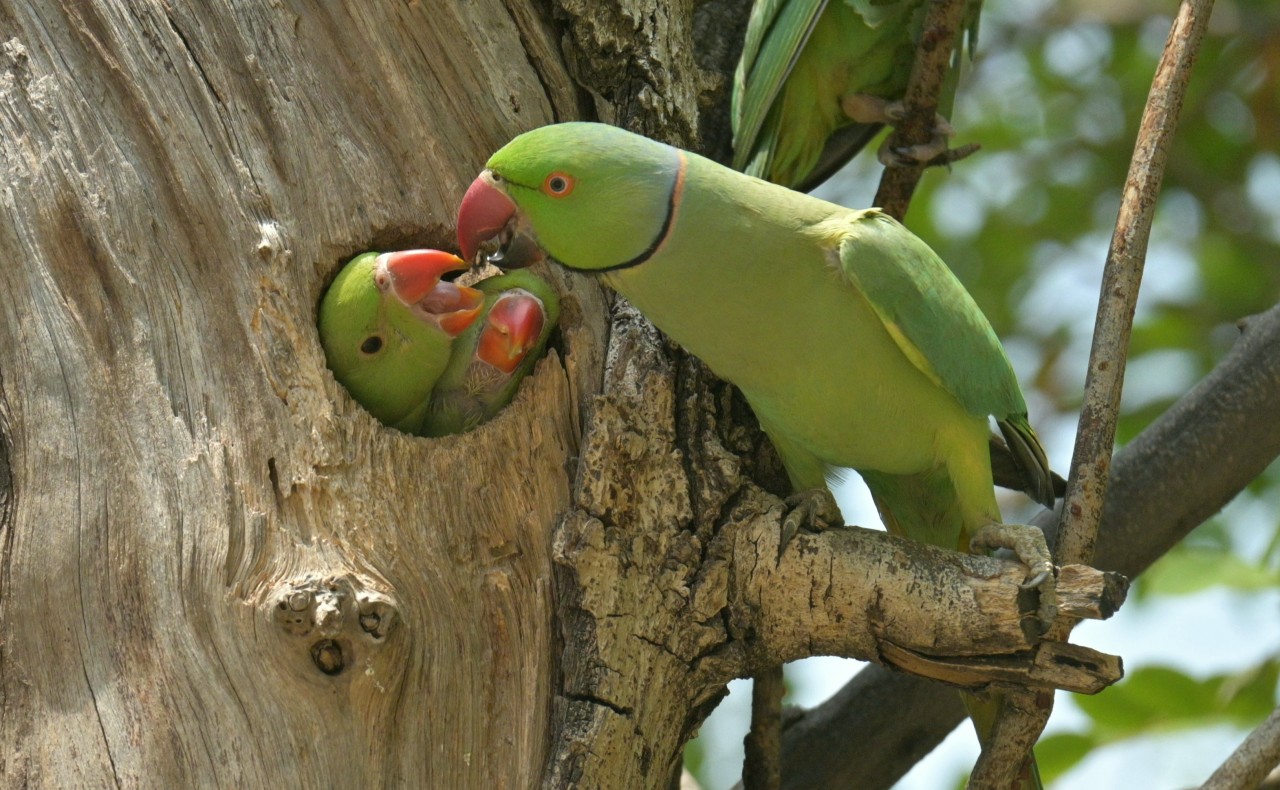 Parakeet with babies. Free Wildlife photos
