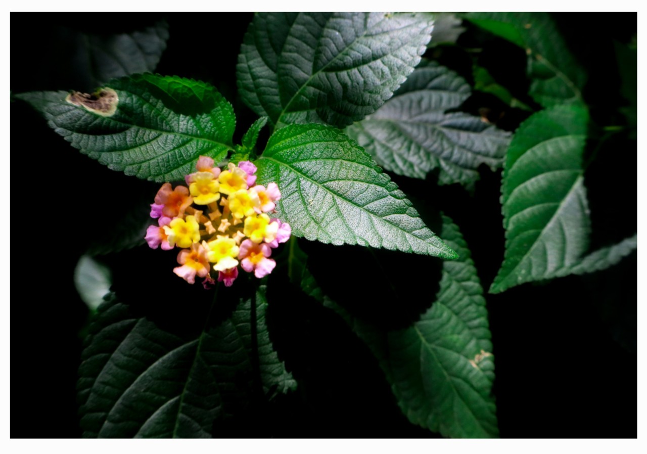 A Zoomed Bloom. Free Flora photos