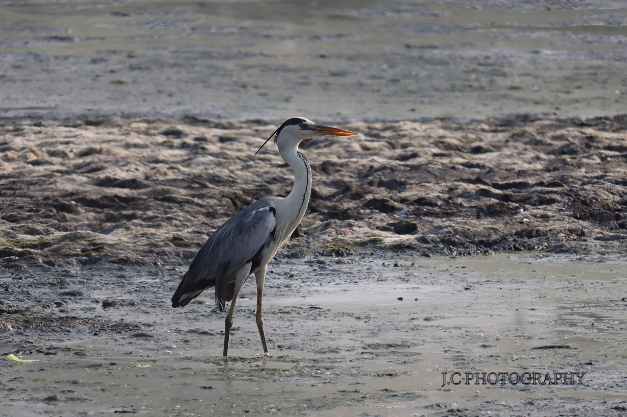 Grey Heron. Free Wildlife photos