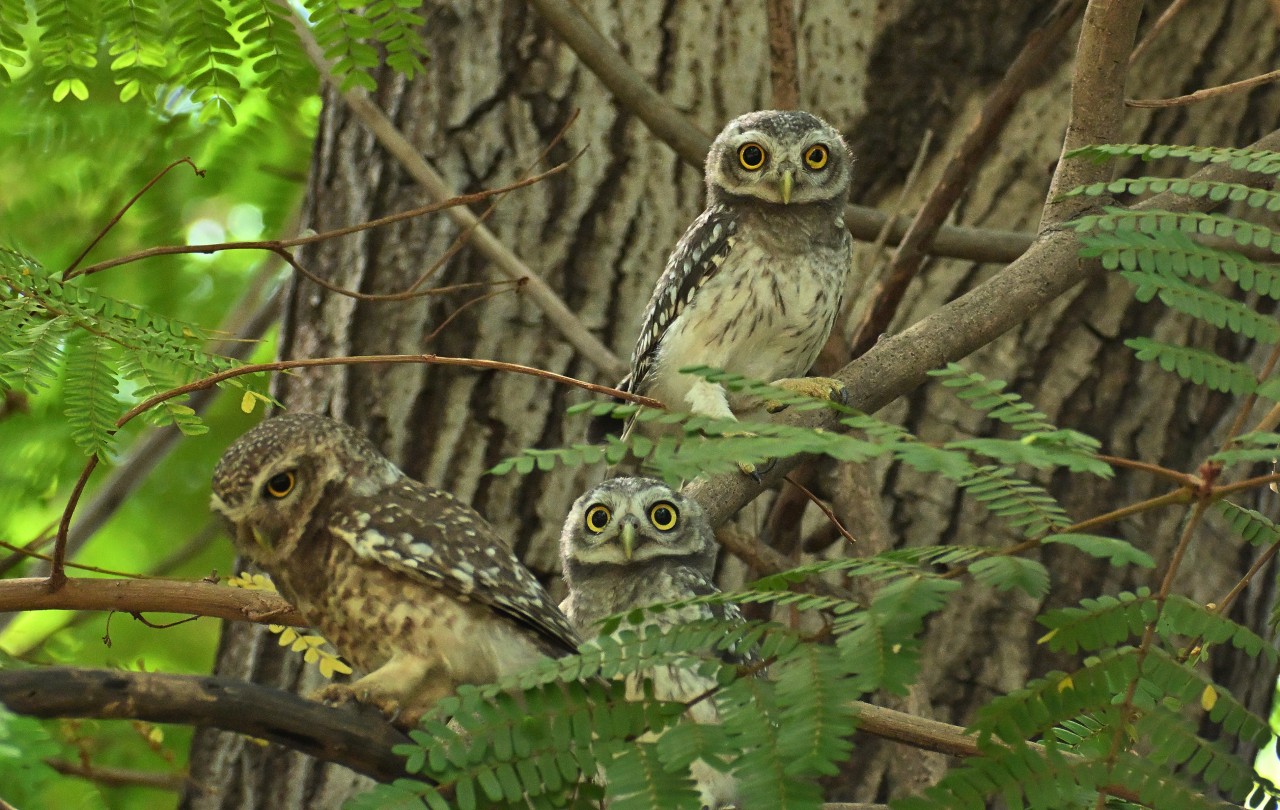 Beautiful nature to enjoy. Free Wildlife photos