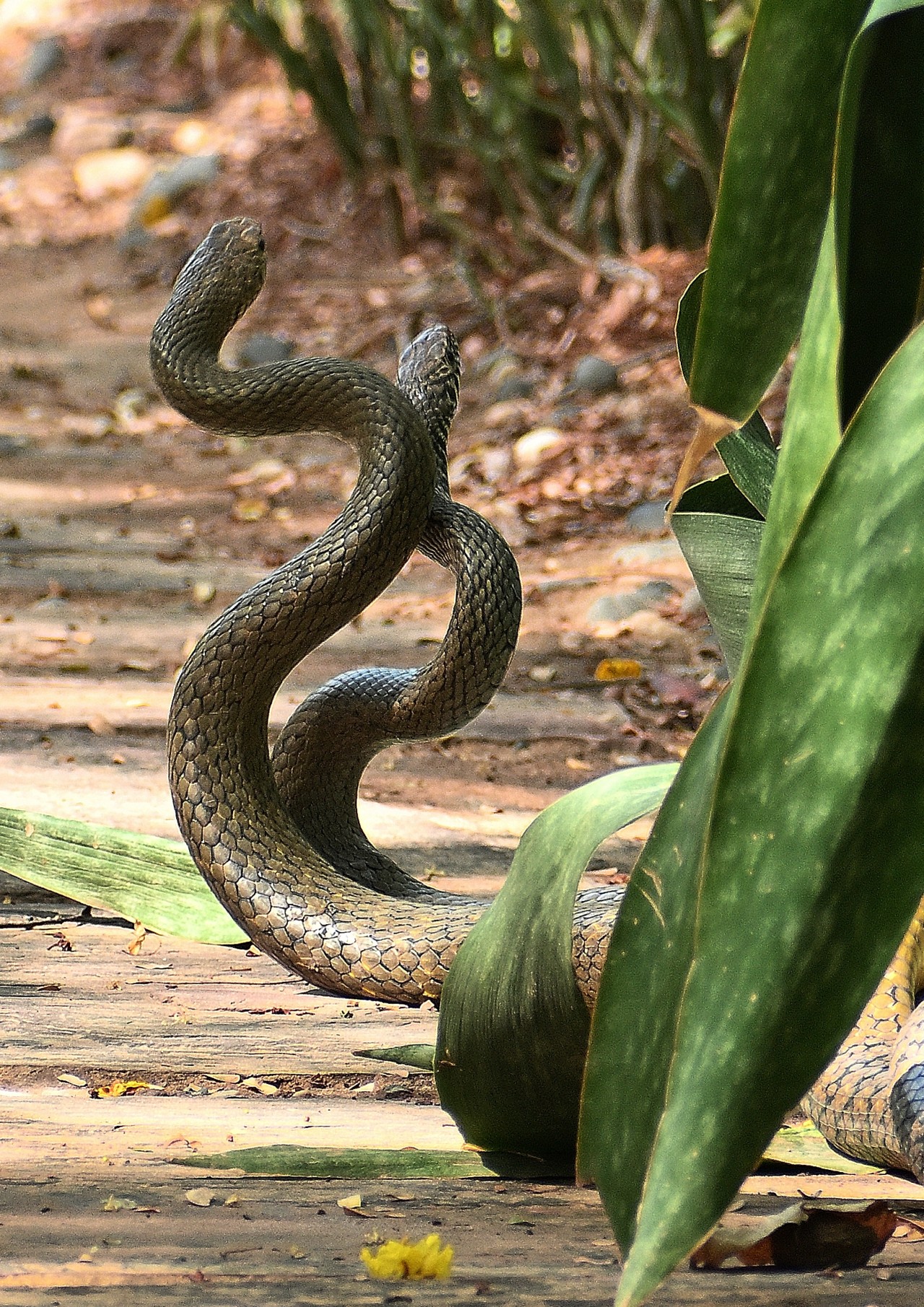 Intimate moments. Free Wildlife photos