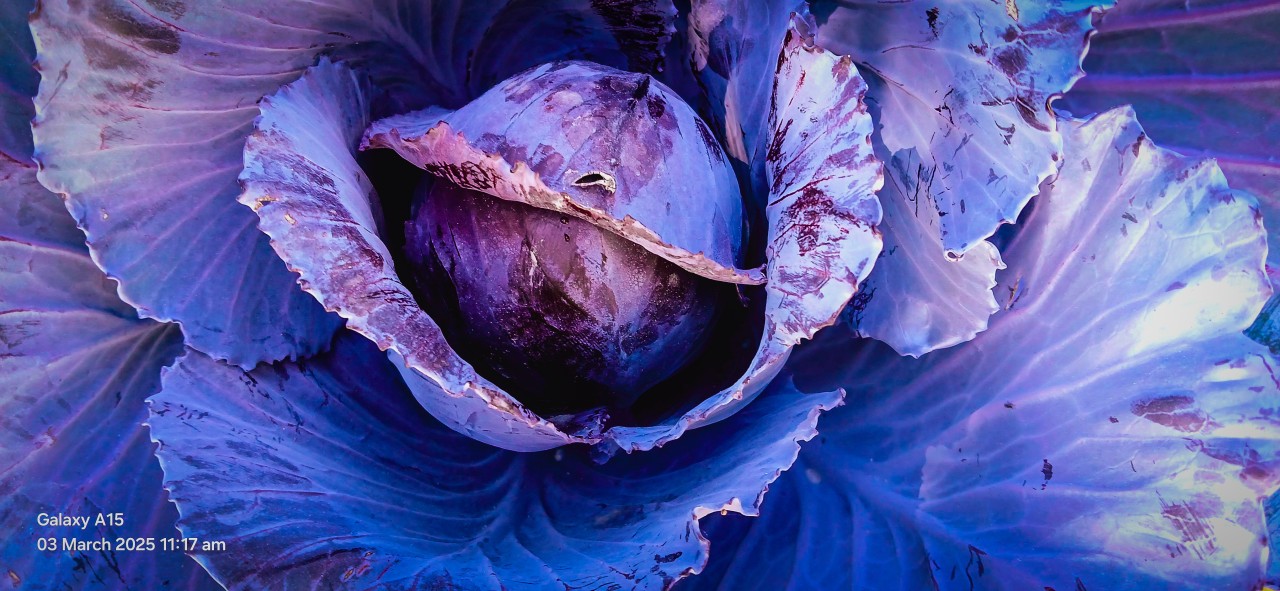 Purple Ornamental Cabbage. Free Flora photos