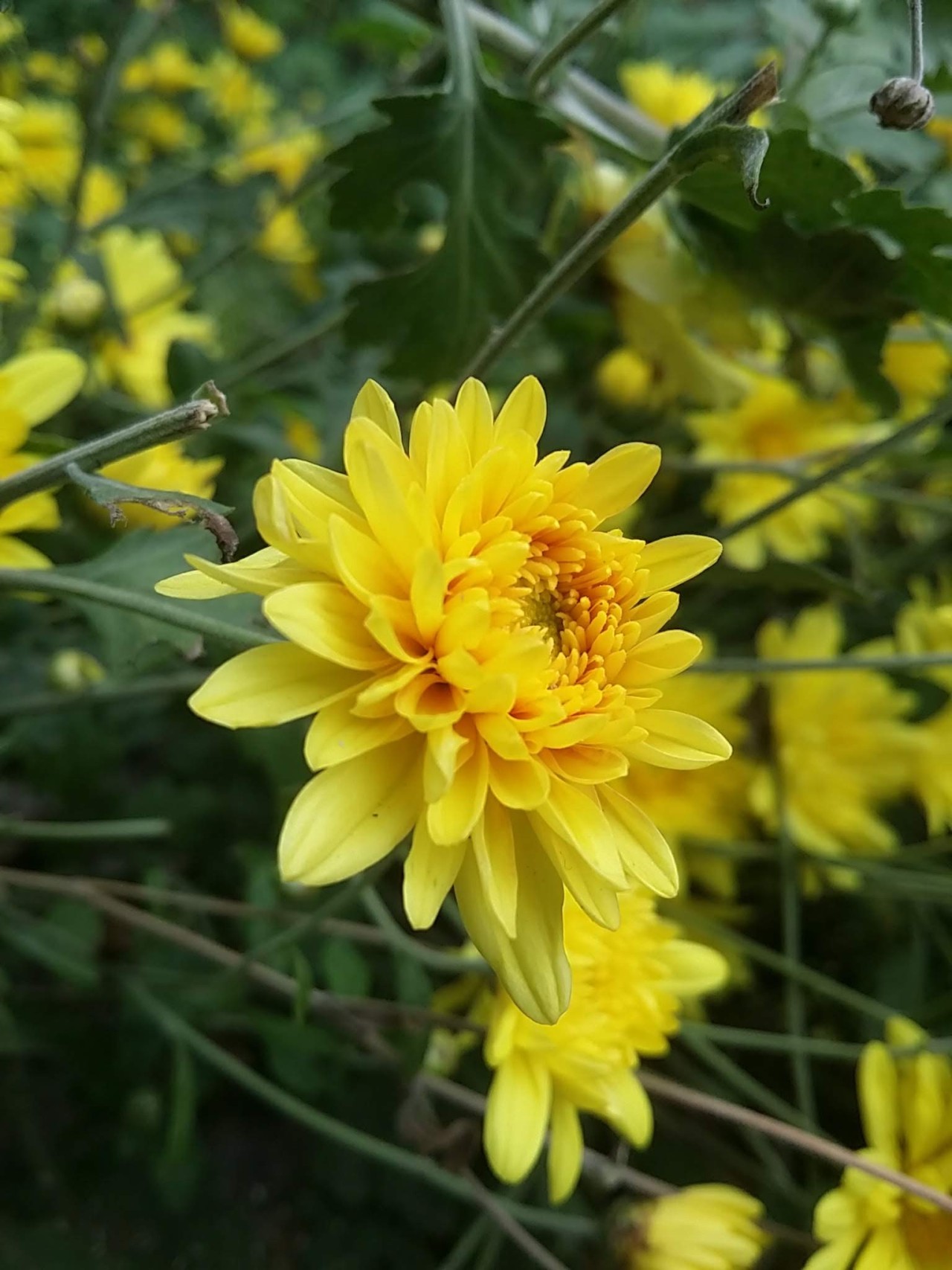 Beautiful yellow flowers. Free Flora photos