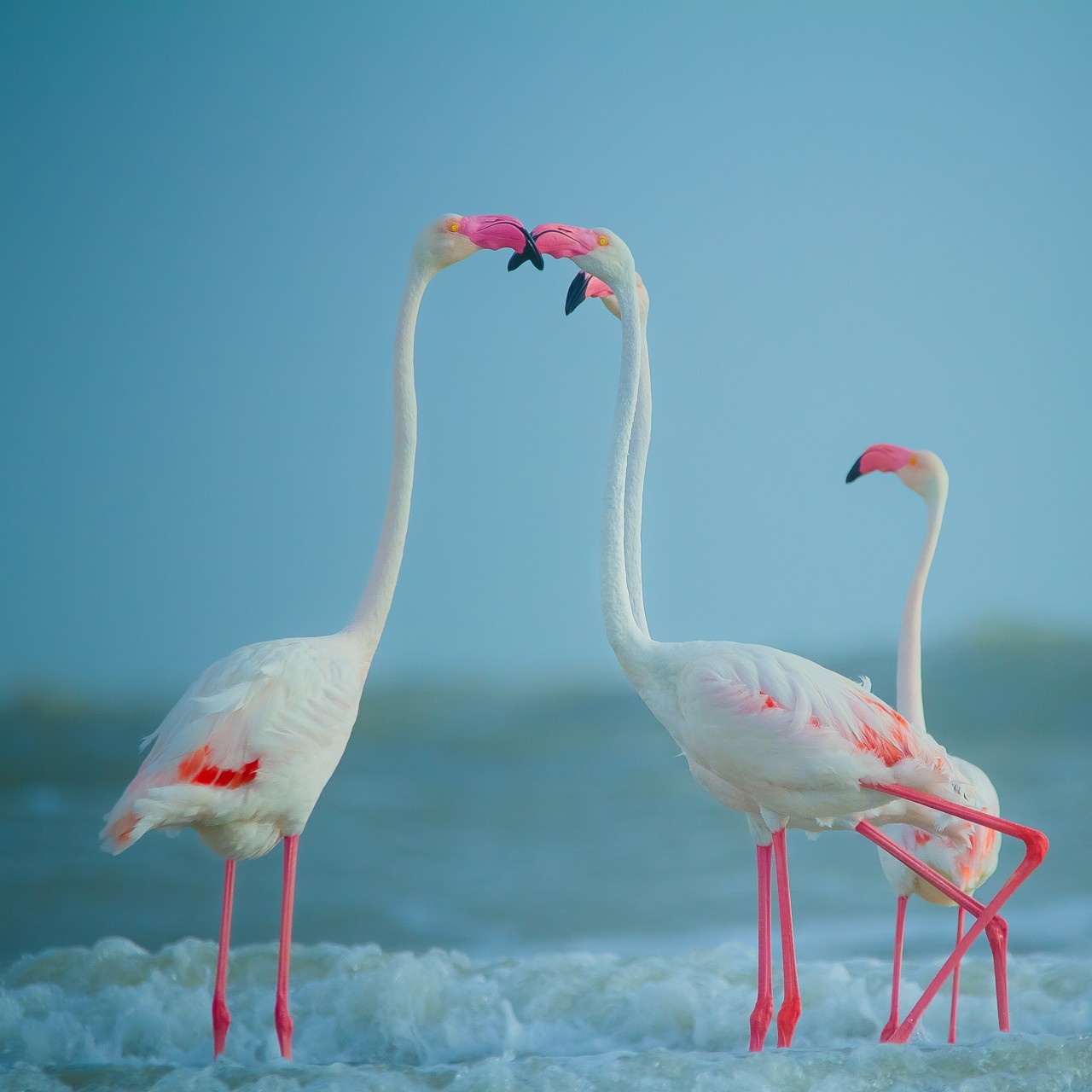 Greater flamingos. Free Wildlife photos
