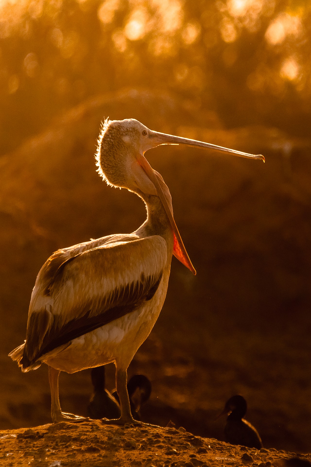 Pelican. Free Wildlife photos