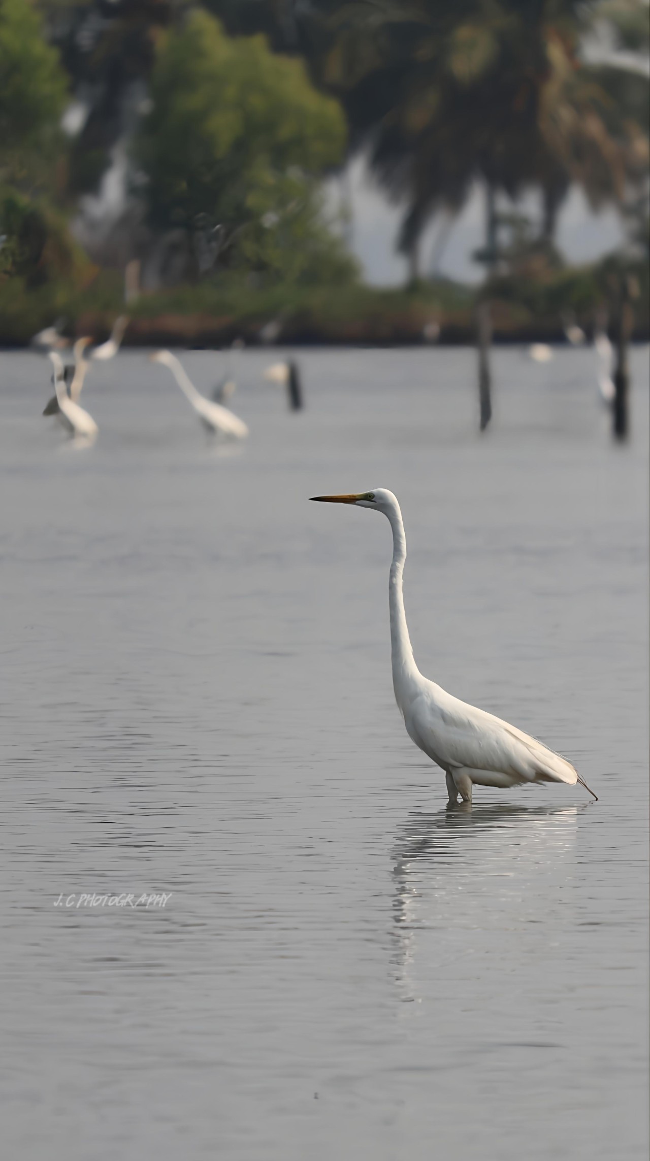 Great egret ,kerala. Free Wildlife photos