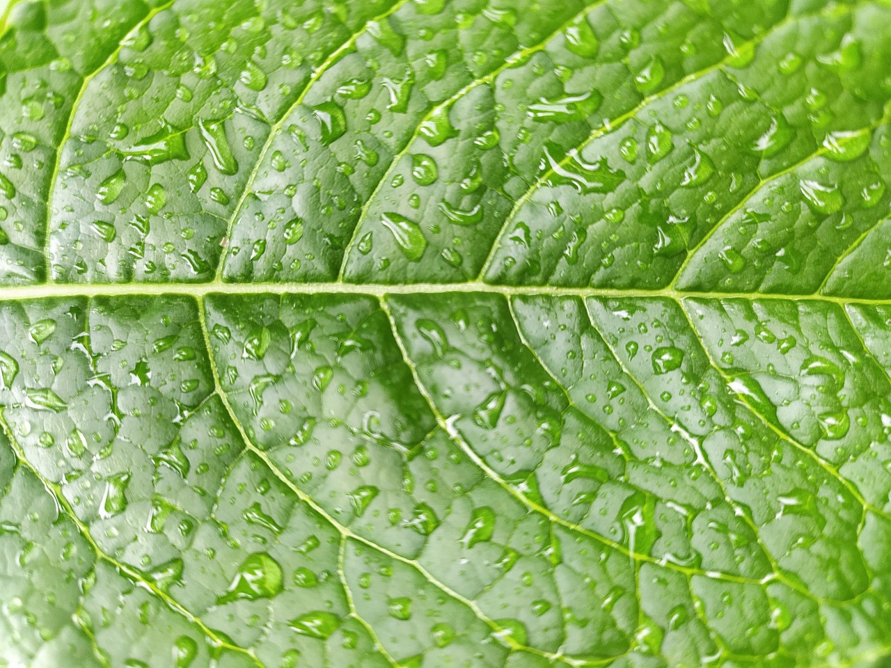 Droplets on leaves. Free Flora photos