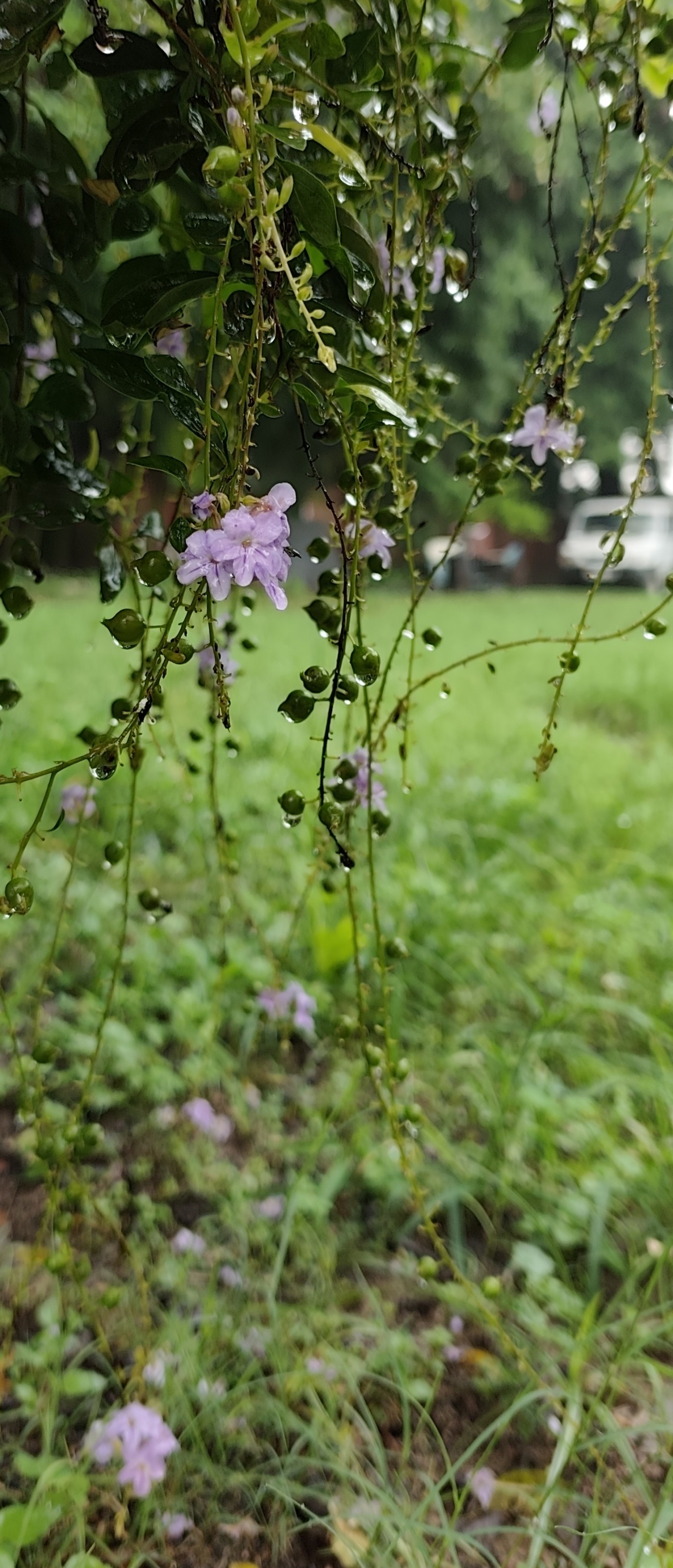 Rain drops in plants. Free Flora photos