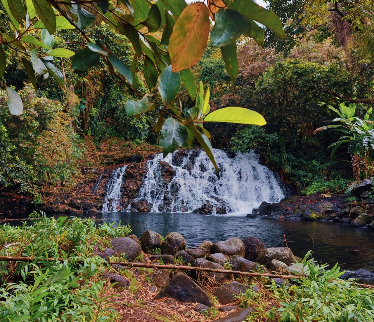 Botanical Garden Pamplemousses. Free Landscapes photos