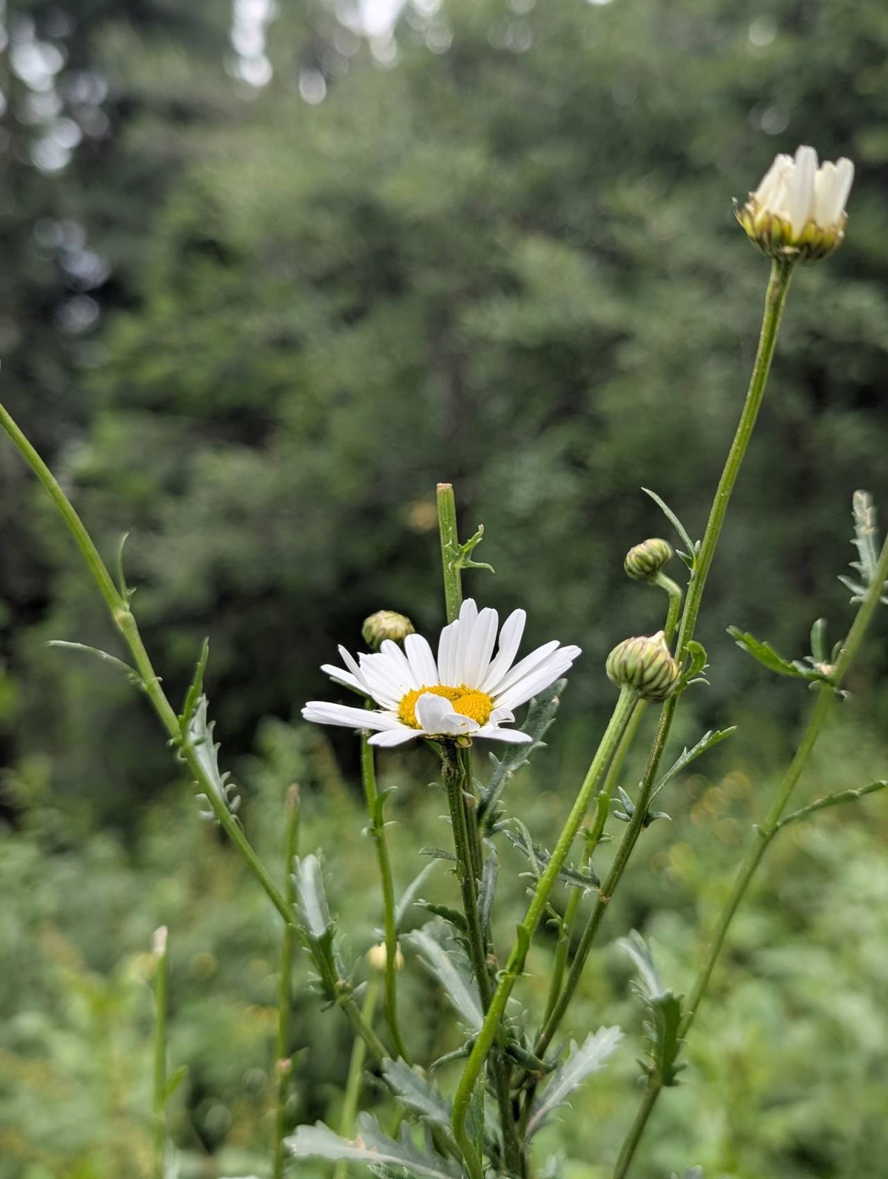 Flower, Nathiagali, Murree. Free Flora photos