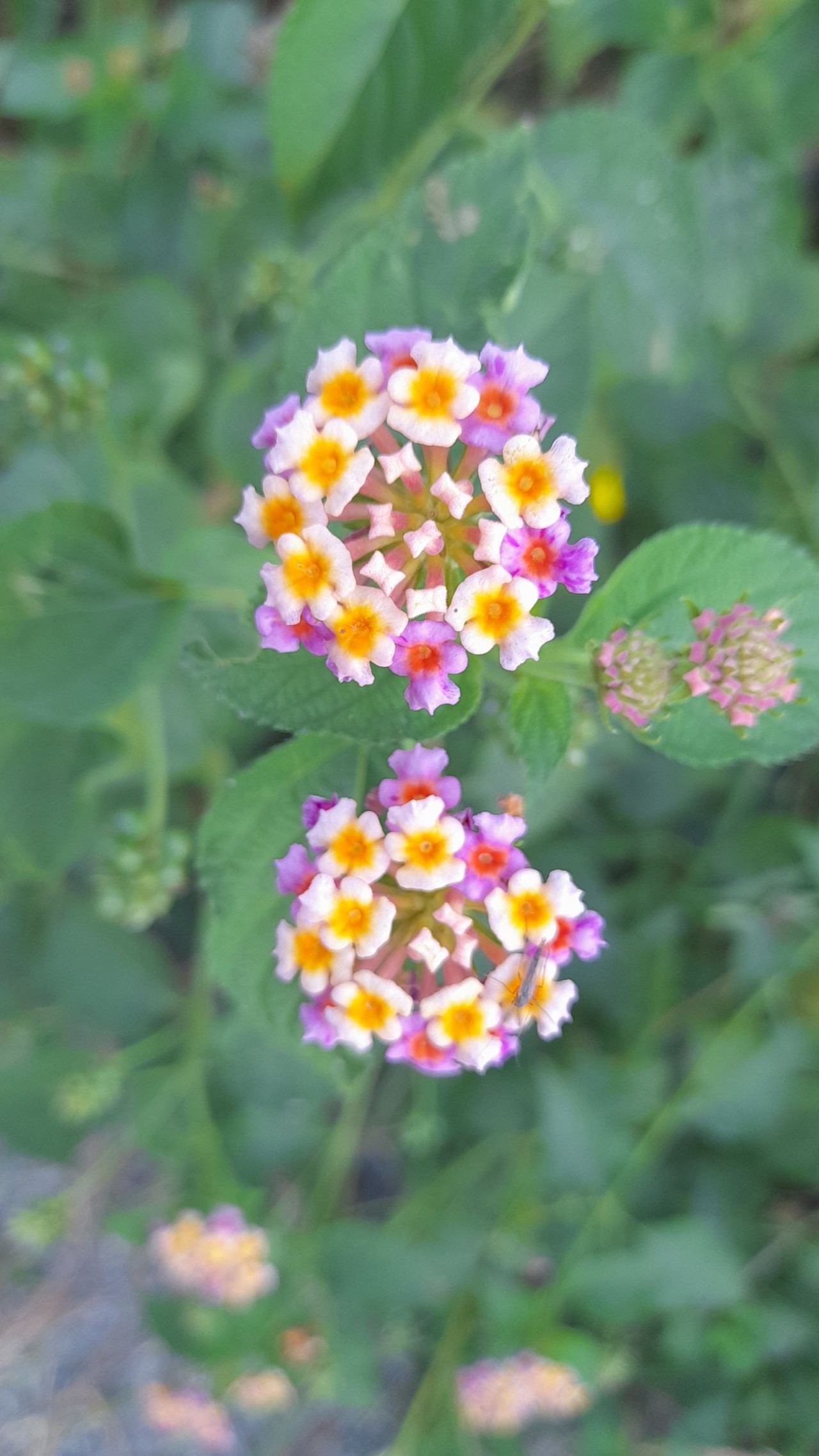 A bunch of Tickberry. Free Flora photos