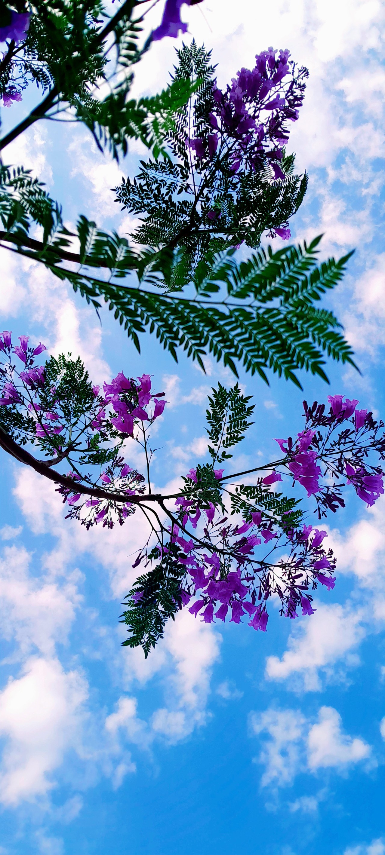 Freedom. Free Flora photos