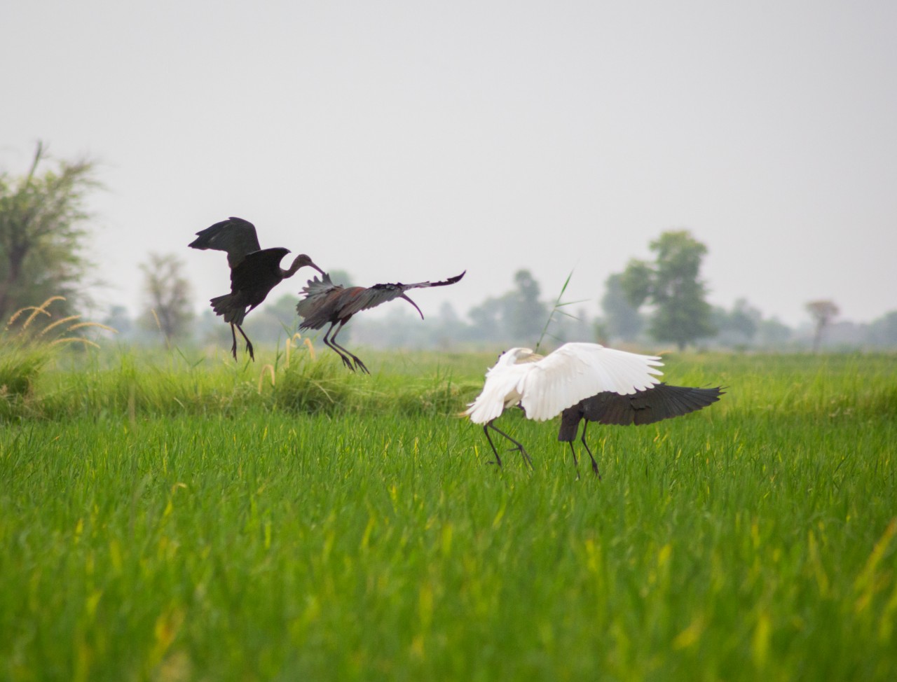 Black and white birds. Free Wildlife photos