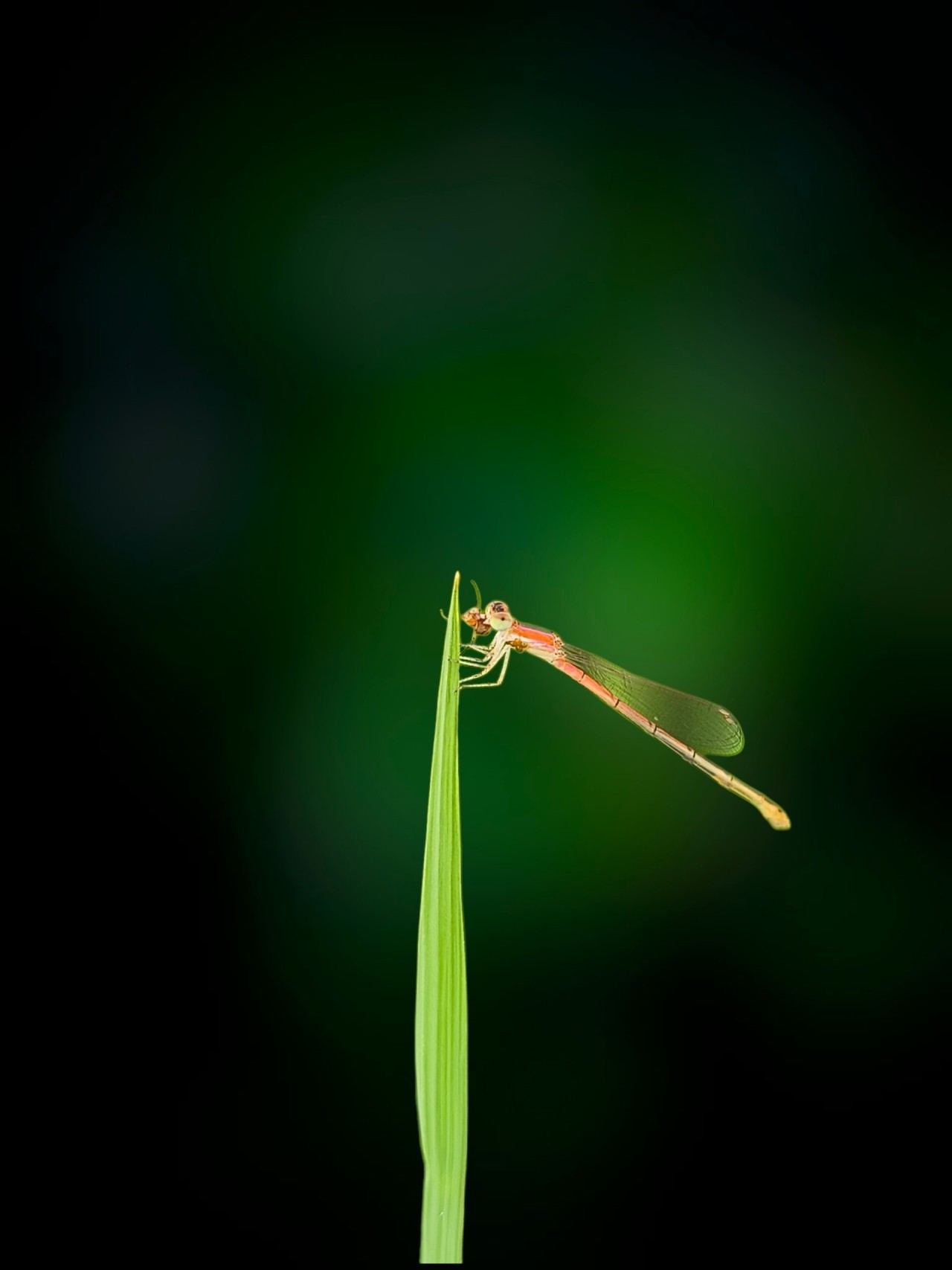 Dameslfly Resting on a Grass Tip. Free Macro photos