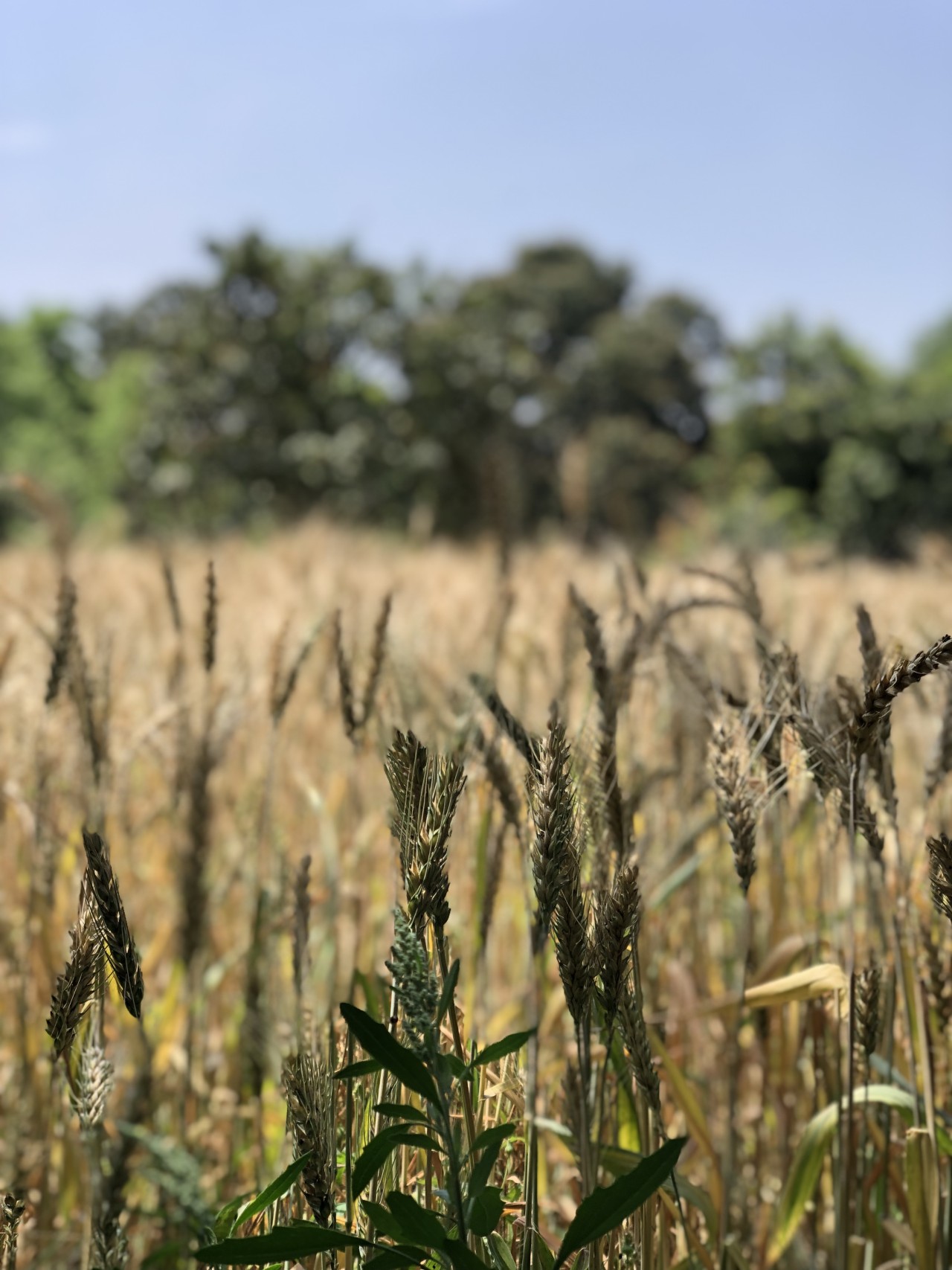 Wheat Crops. Free Flora photos