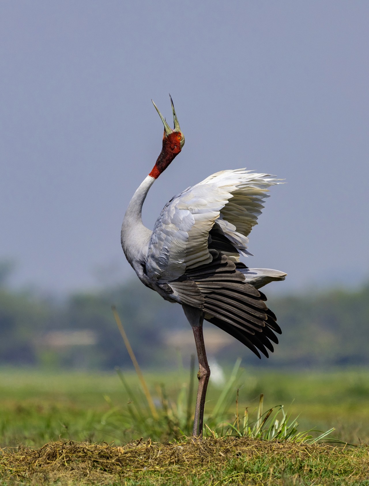 Call of the Wild. Free Wildlife photos