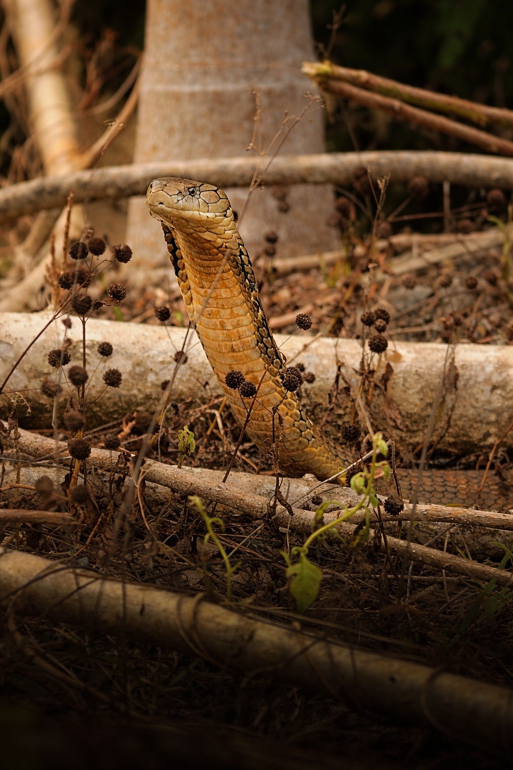 King cobra. Free Wildlife photos