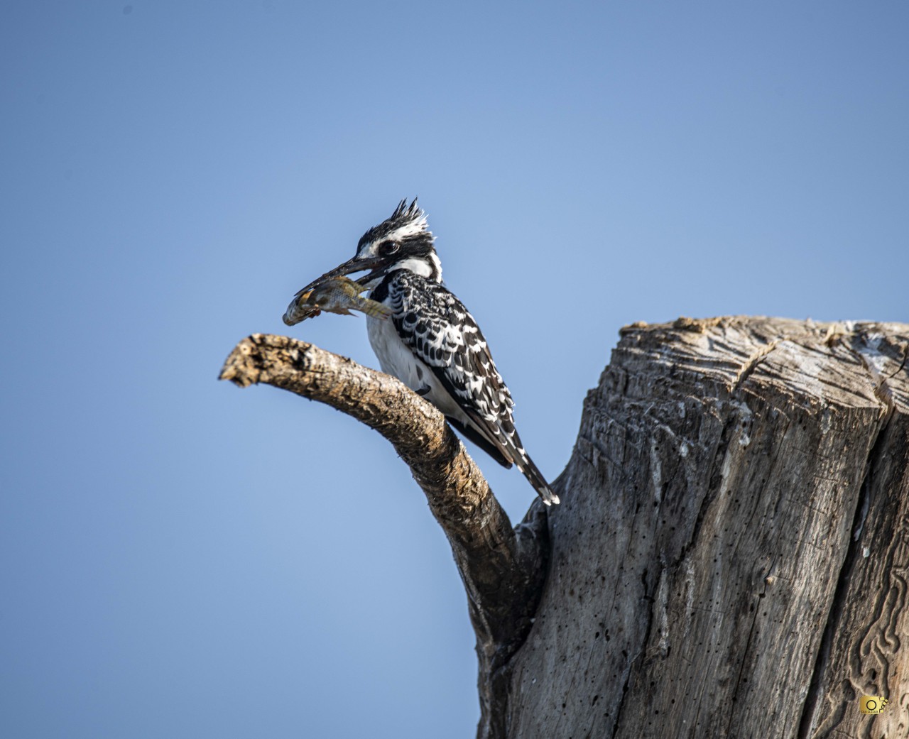 African Kingfisher. Free Wildlife photos