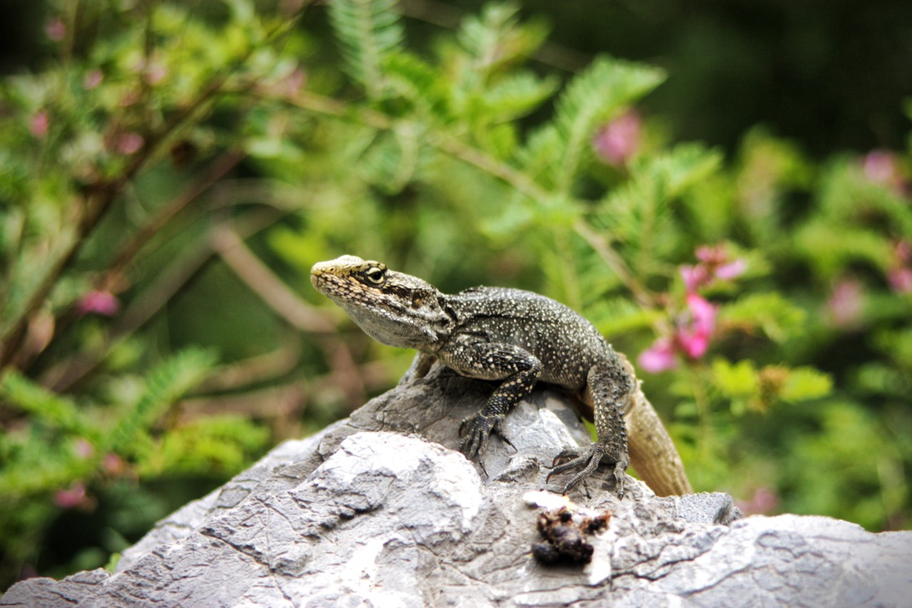 Mountain Lizard, Aubia Pipeline trek. Free Wildlife photos