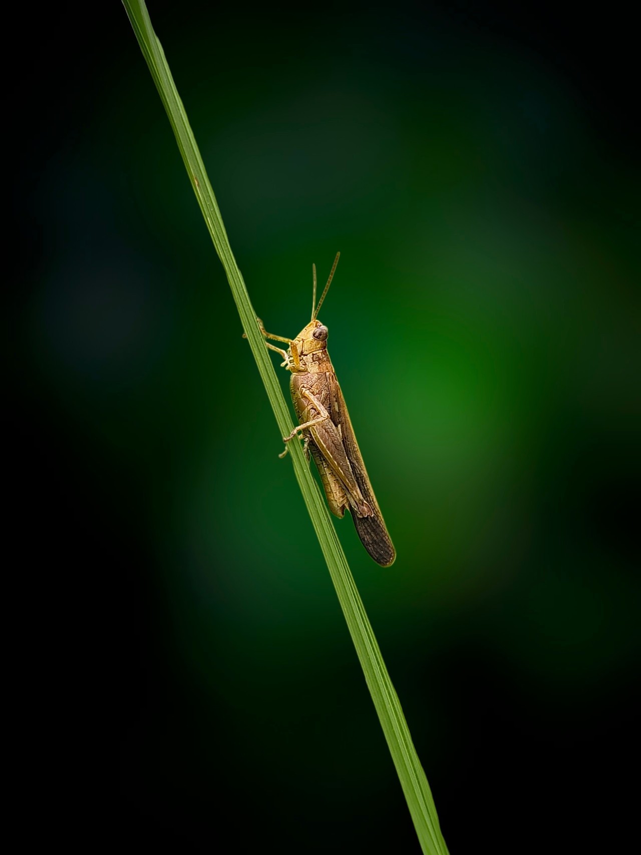 Grasshopper Holding a Blade of Grass. Free Macro photos