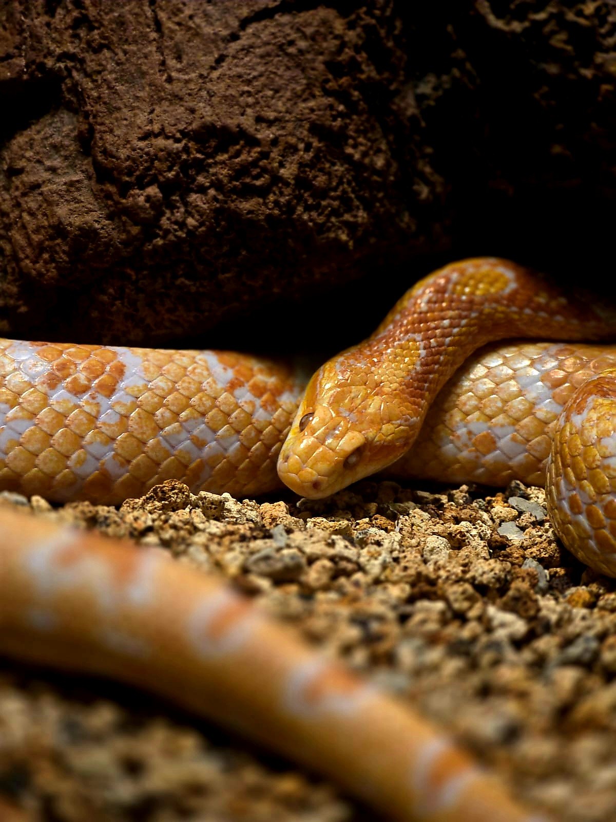 Serpent on Earth. Free Wildlife photos