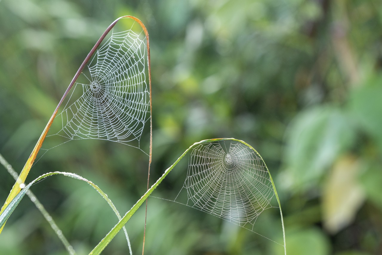 Morning Dew and Woven Dreams. Free Macro photos