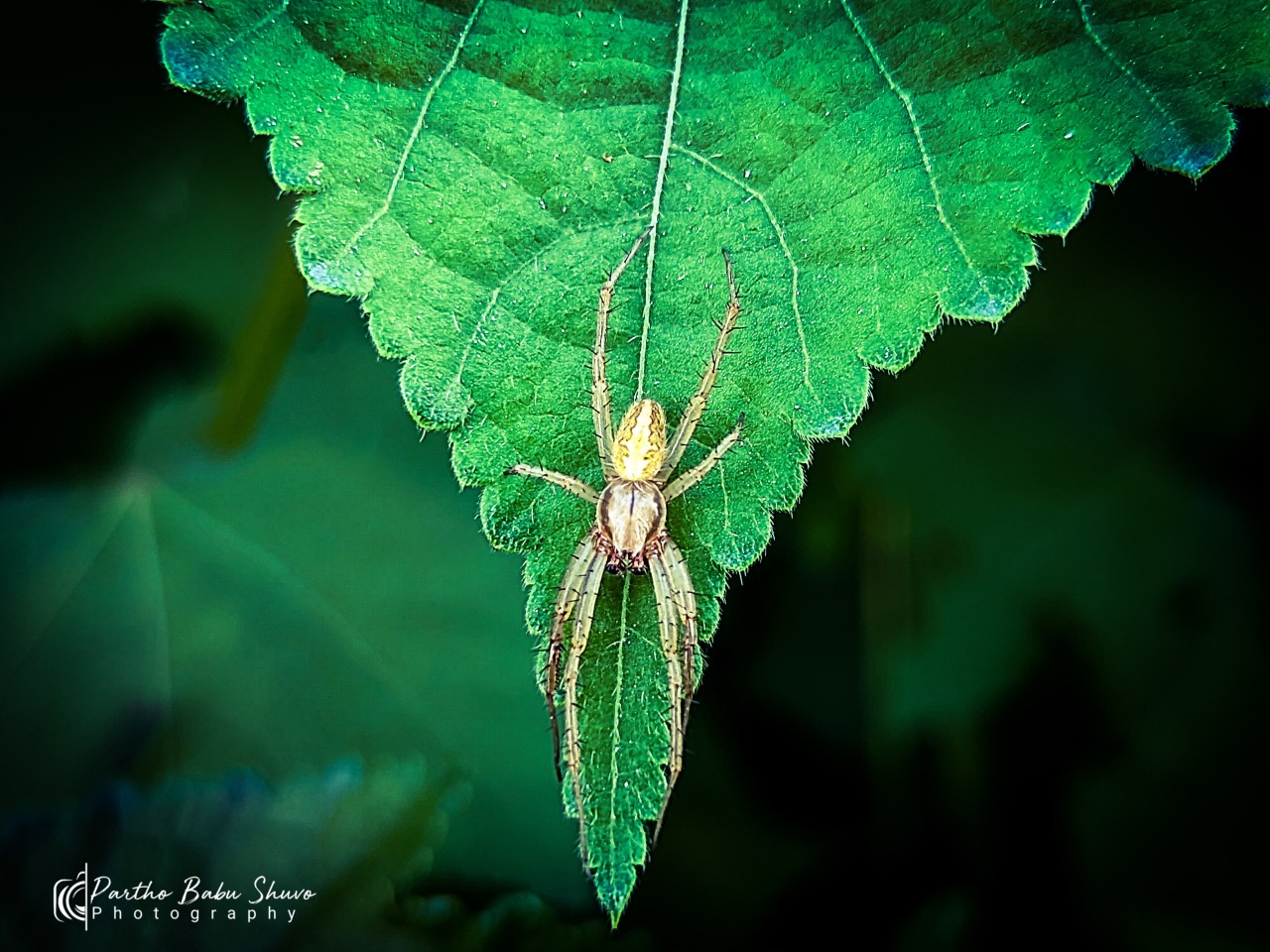 Insects are beautiful in a different way. Free Macro photos